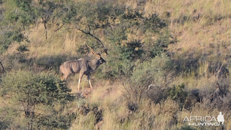 Kudu