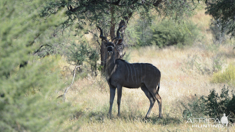 Kudu