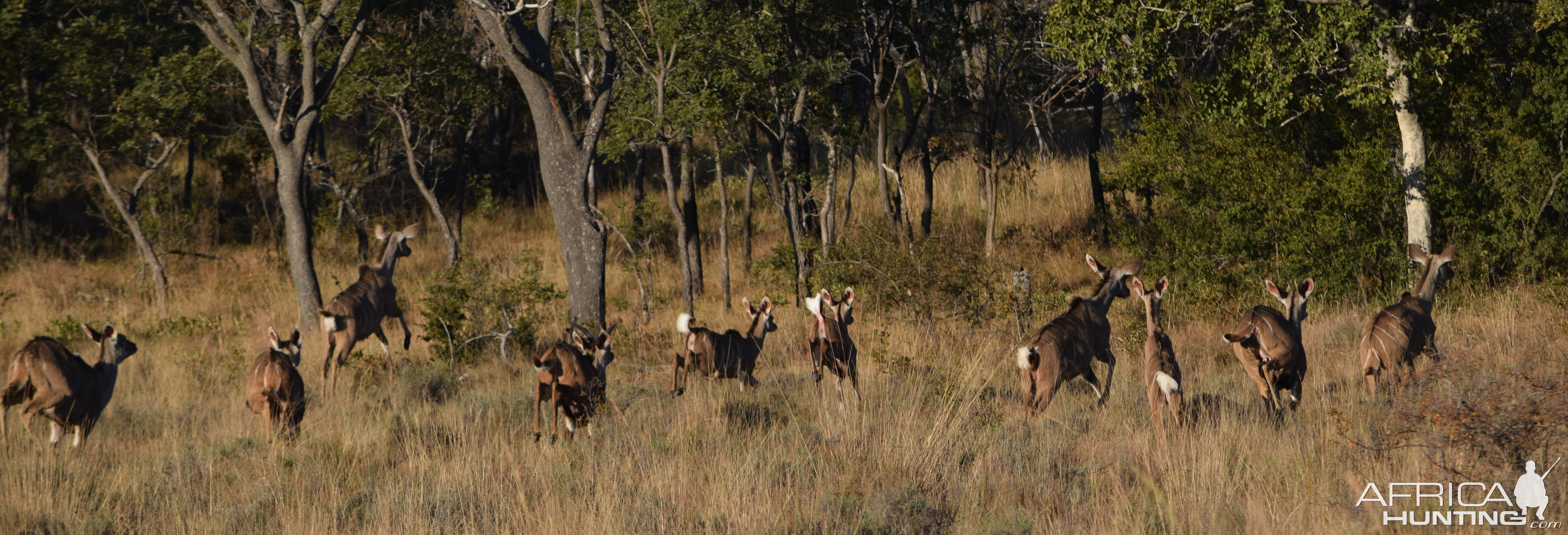 kudu