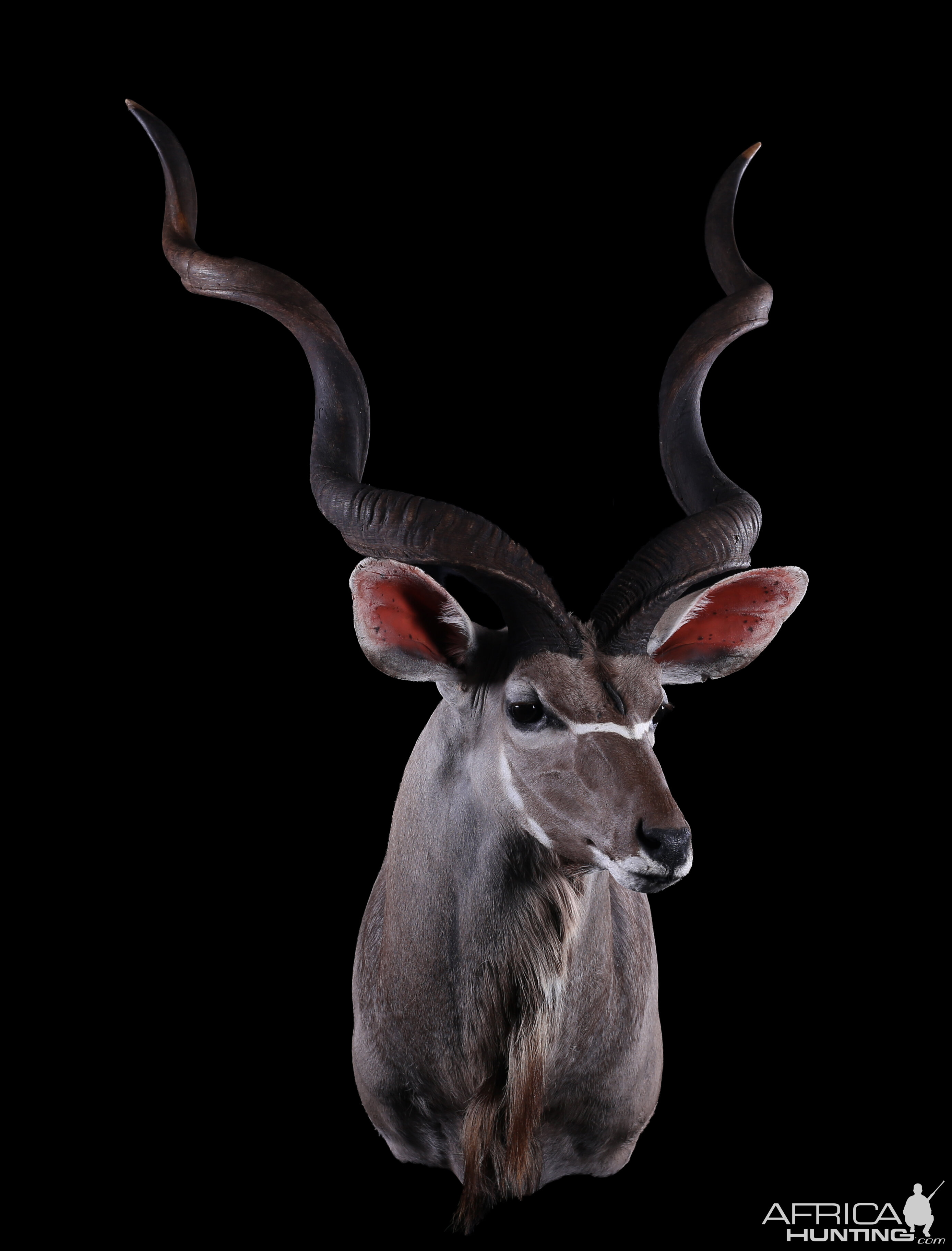 Kudu