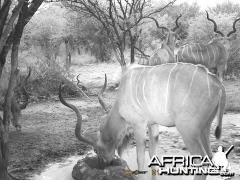 Kudu