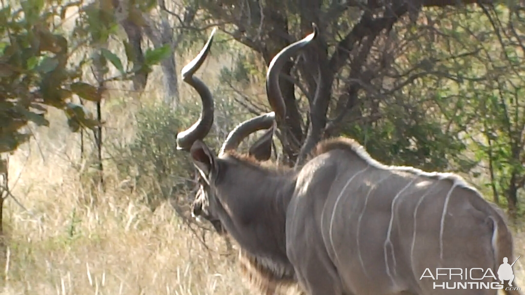 Kudu