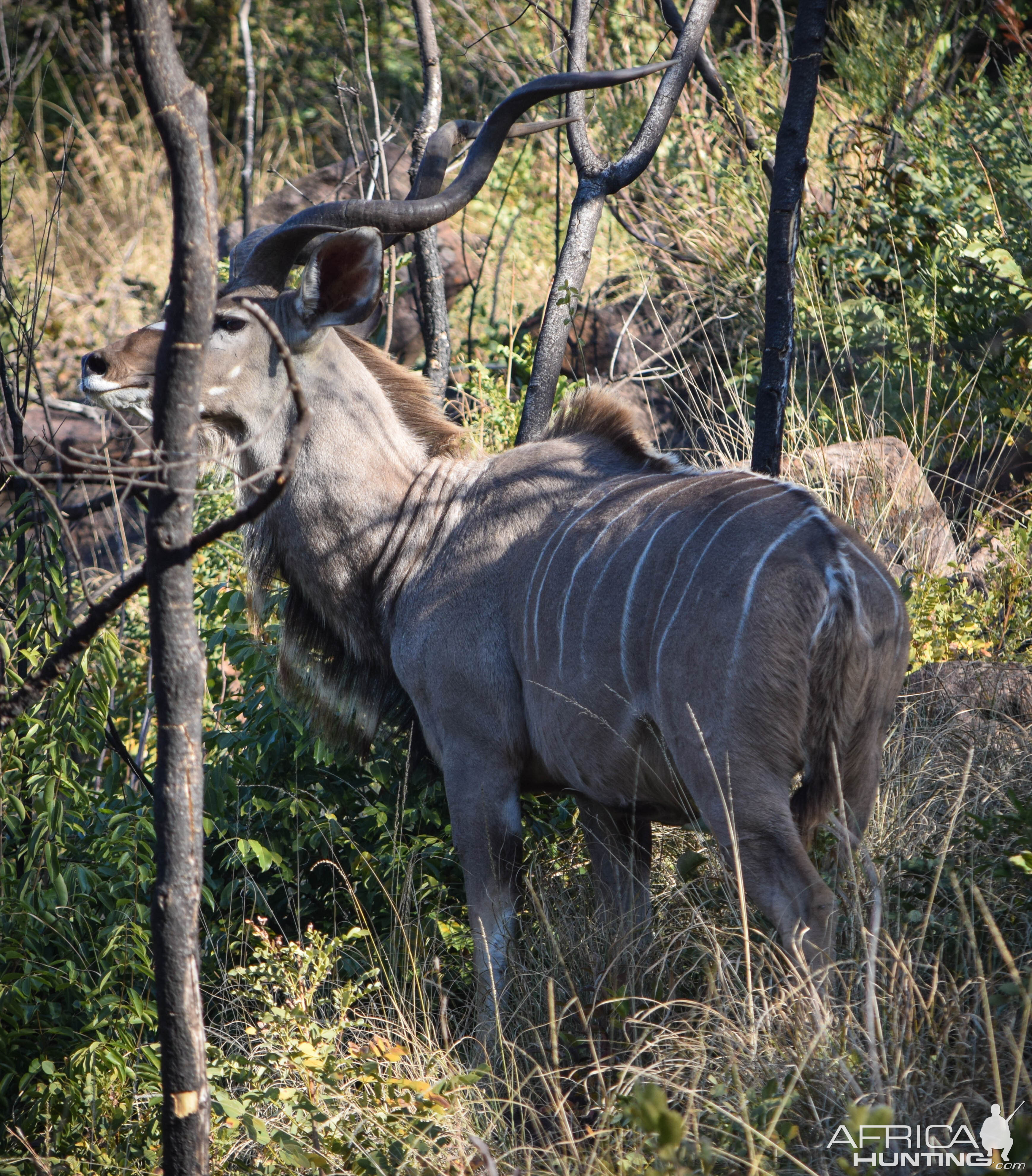 Kudu