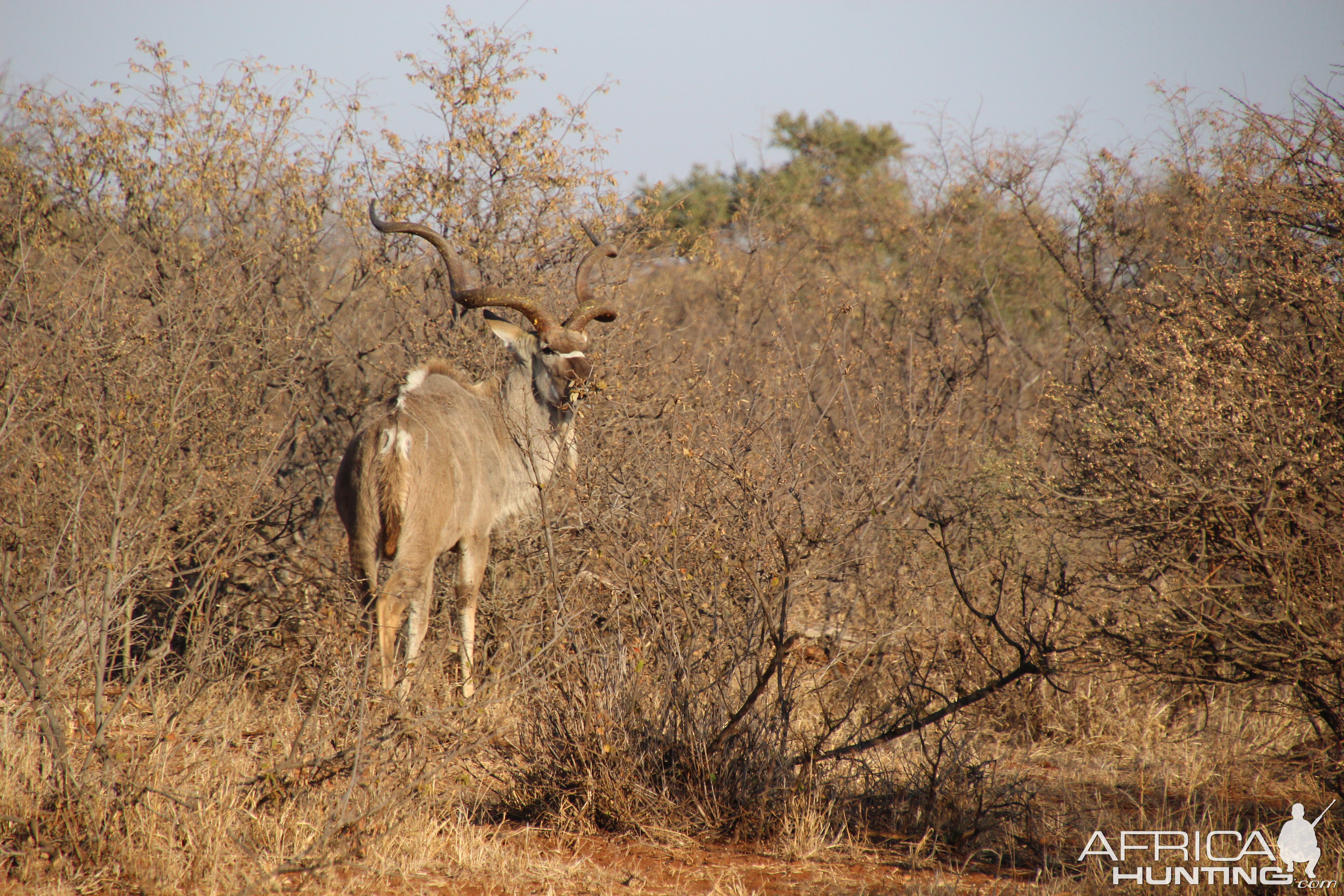 Kudu