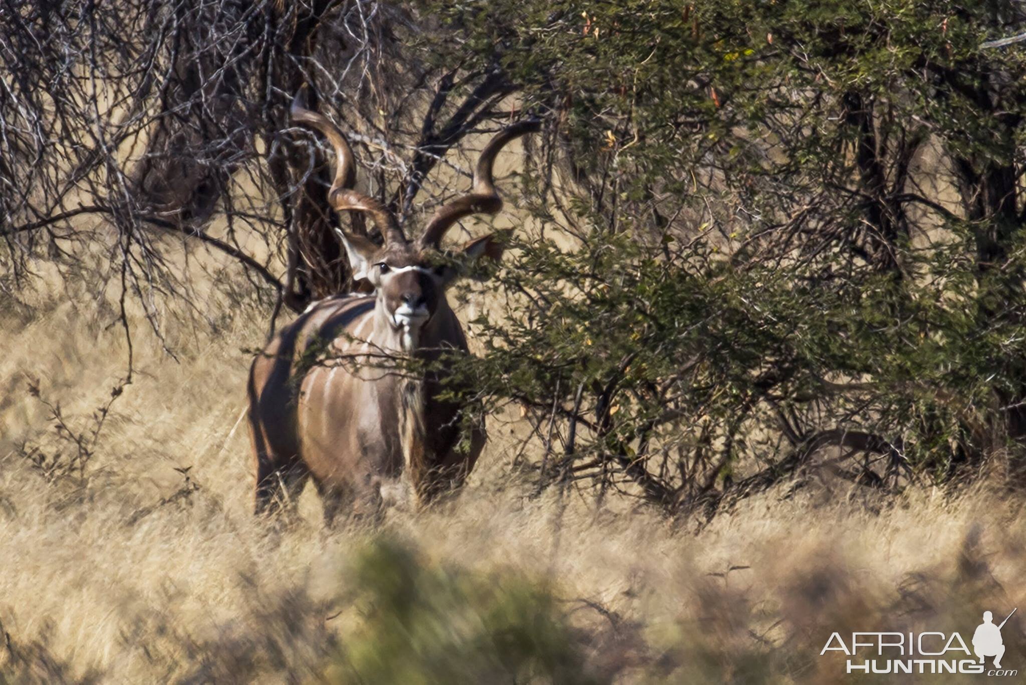 Kudu