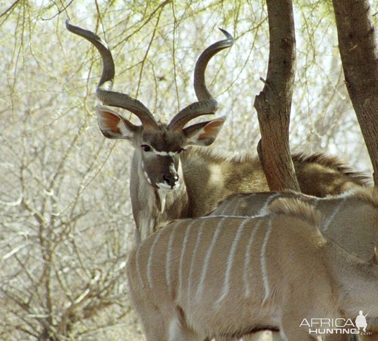 Kudu