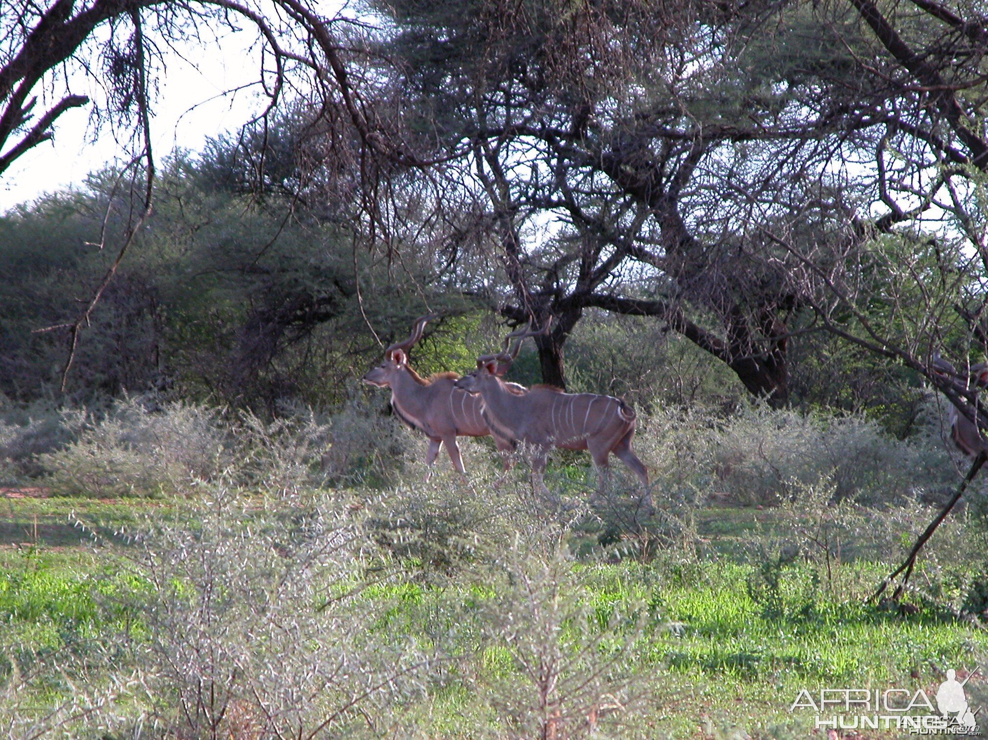 Kudu