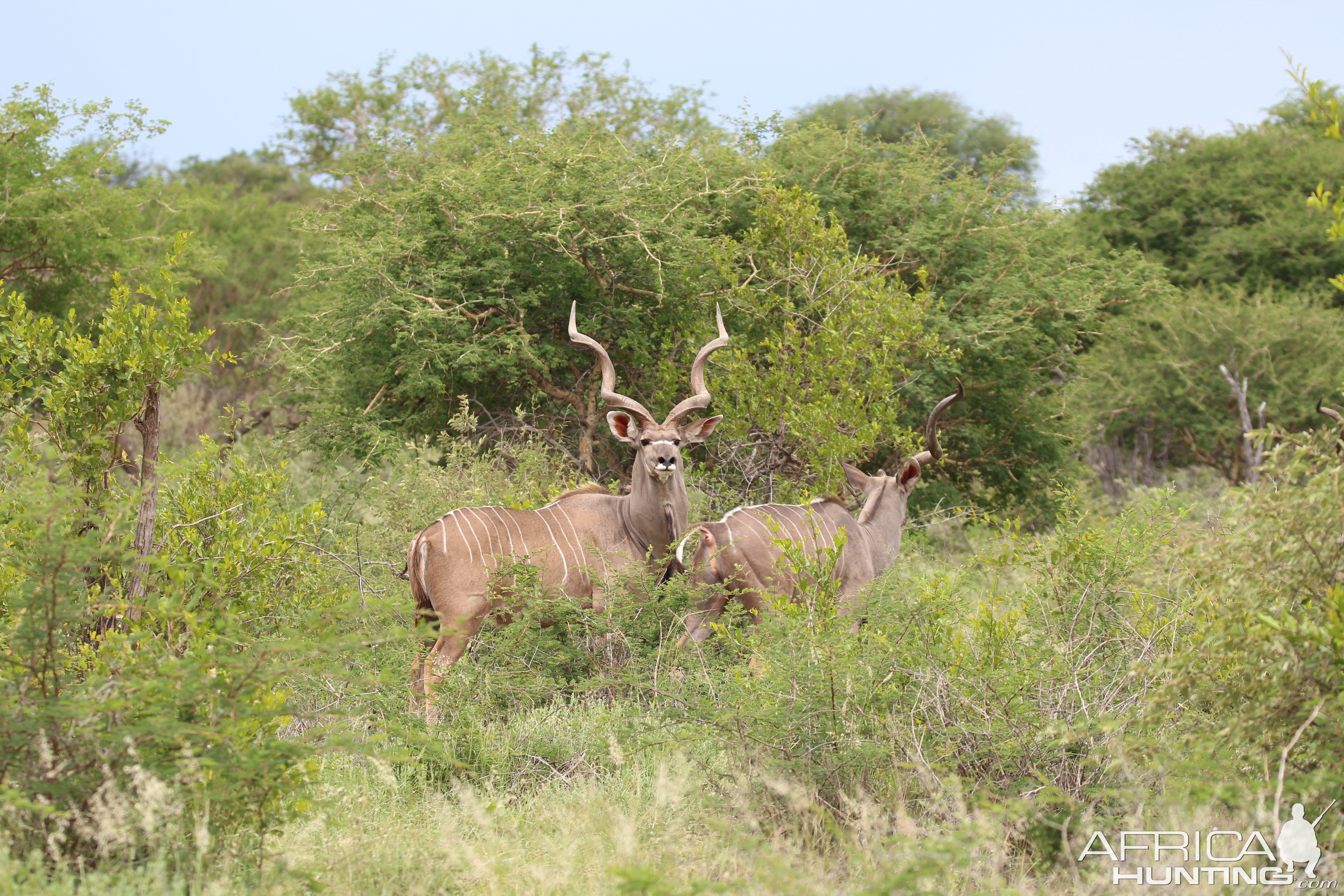 Kudu