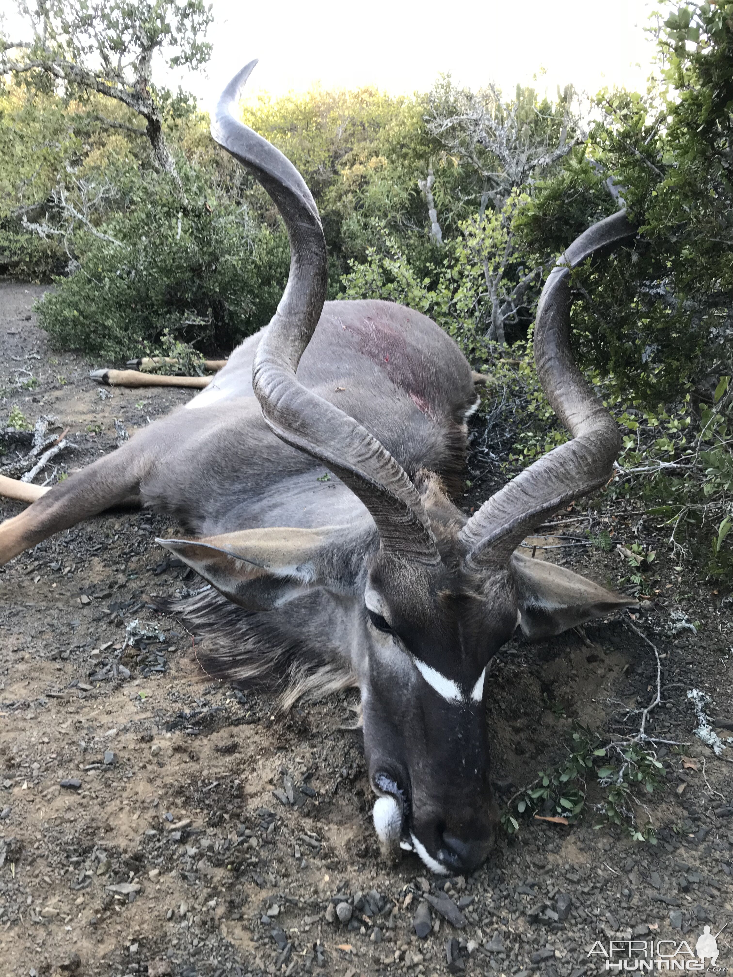 Kudu