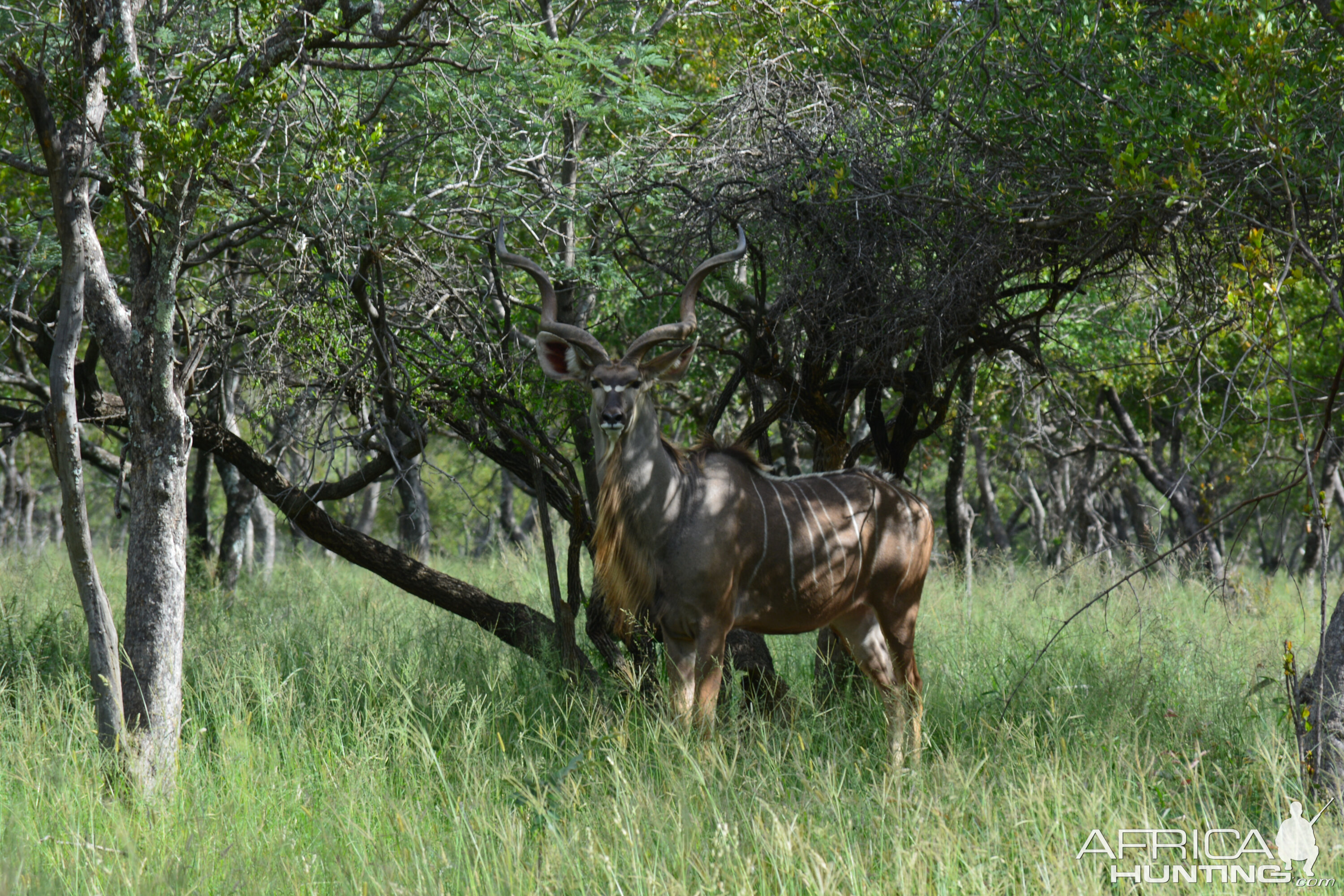 Kudu