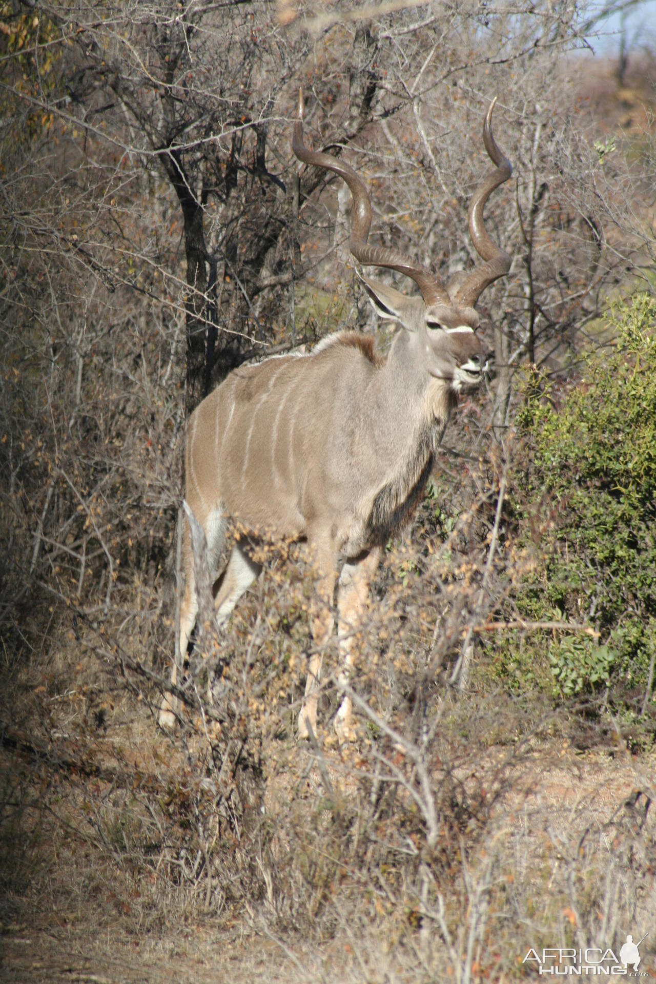 Kudu