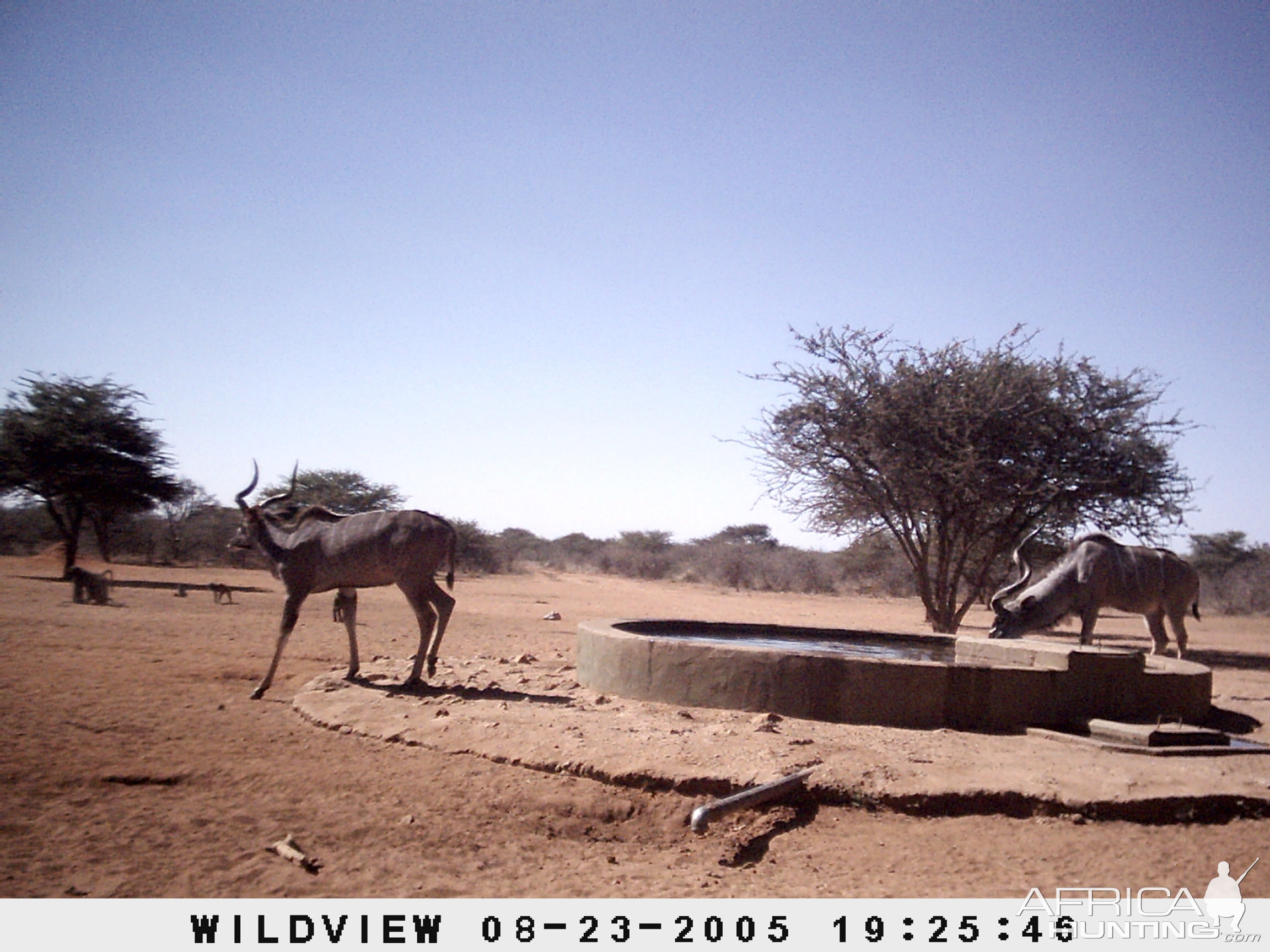 Kudus and Baboons, Namibia