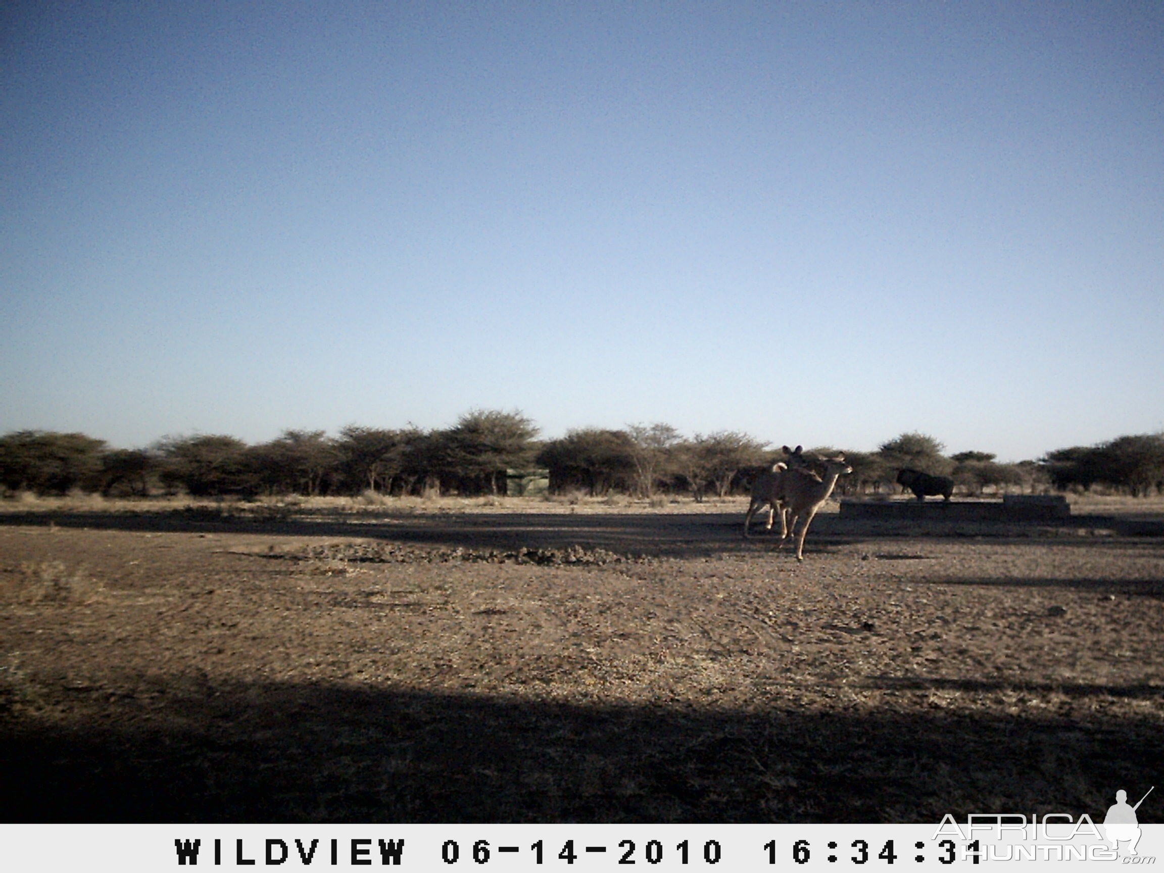 Kudus and Blue Wildebeest, Namibia