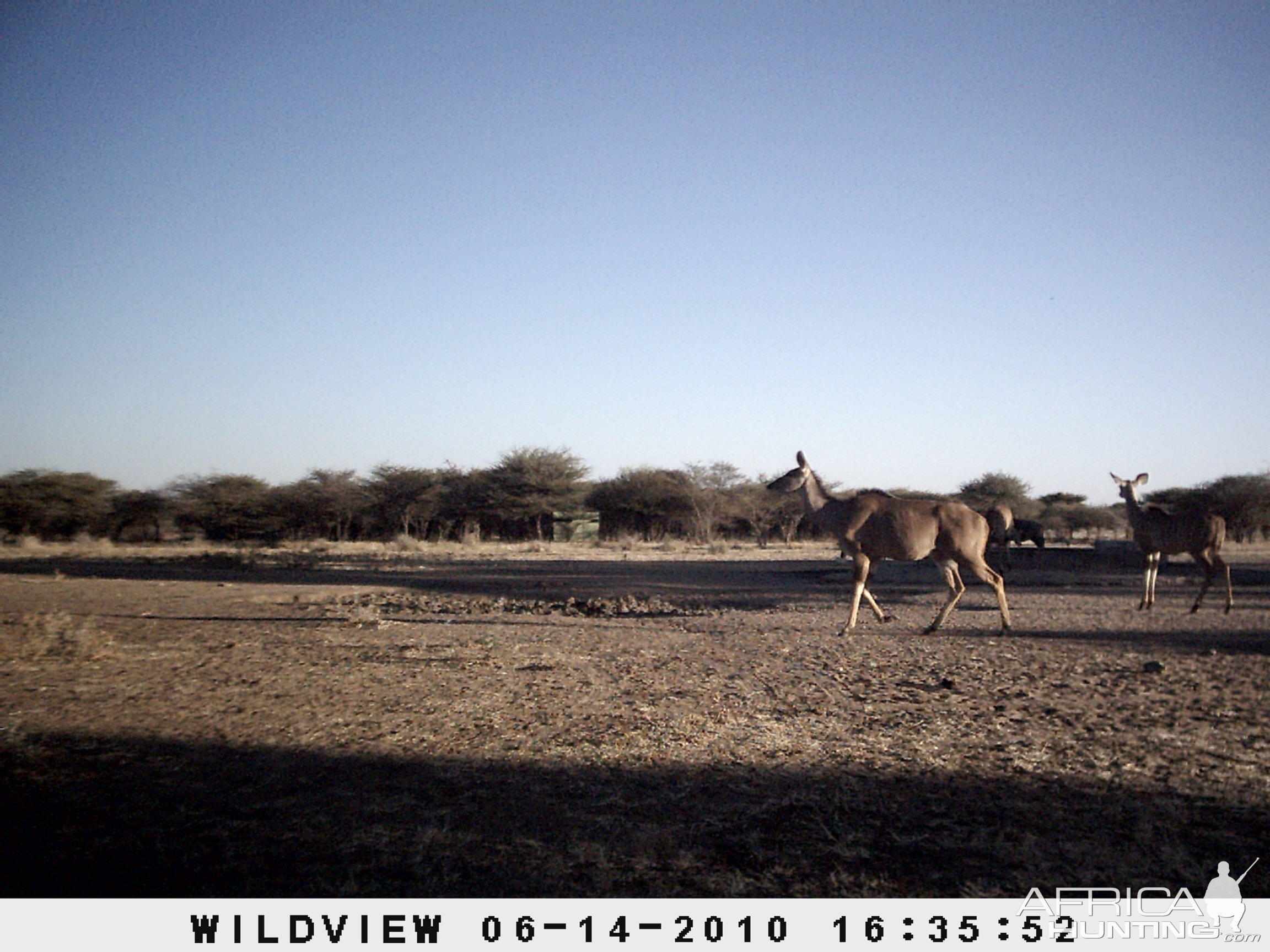 Kudus and Blue Wildebeest, Namibia