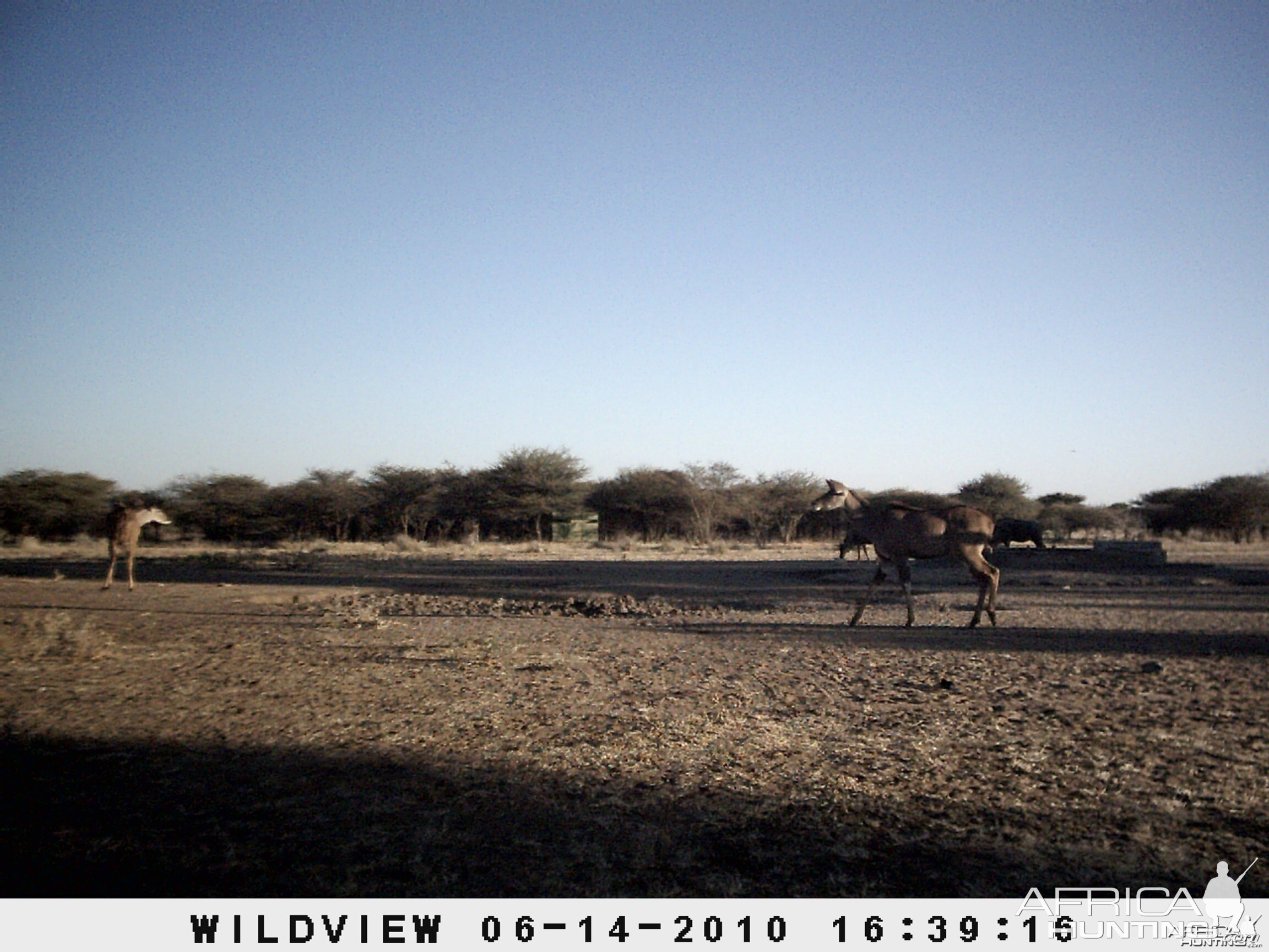 Kudus and Blue Wildebeest, Namibia