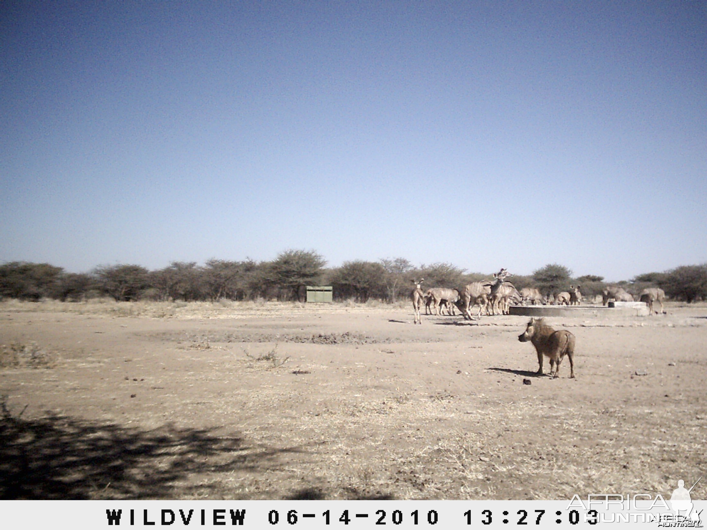 Kudus and Warthog, Namibia