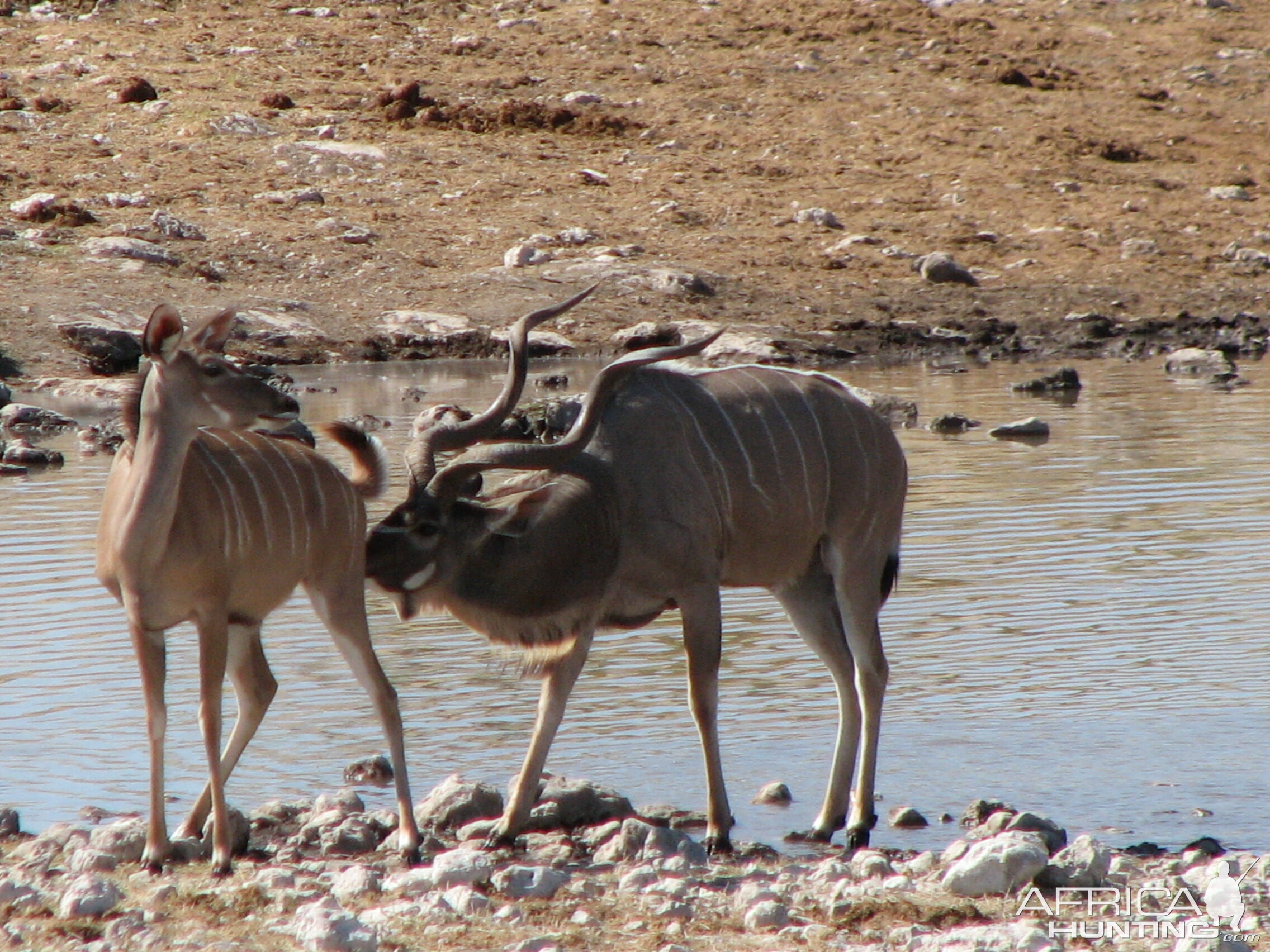 Kudus at Etosha National Park, Namibia