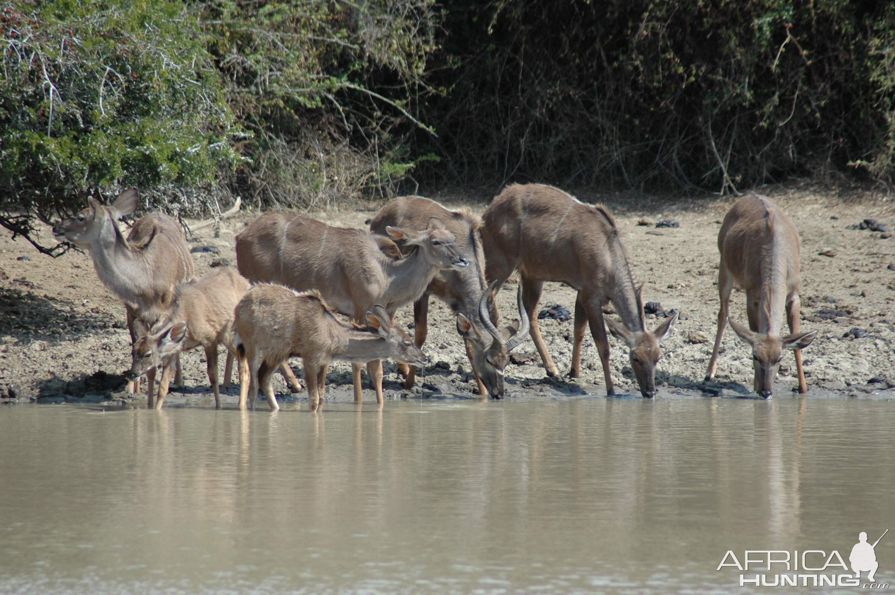 Kudus at pond, Eastern Cape, South Africa