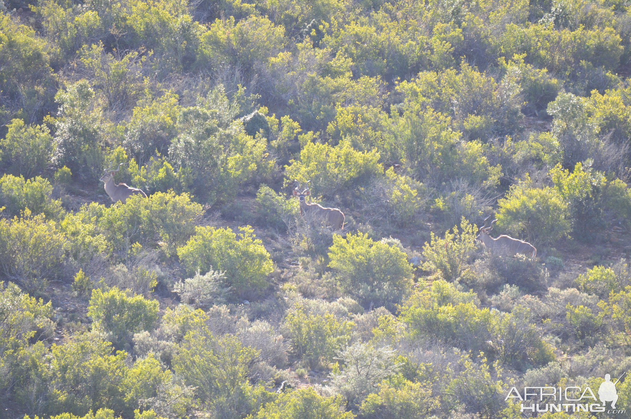 Kudus Karoo South Africa