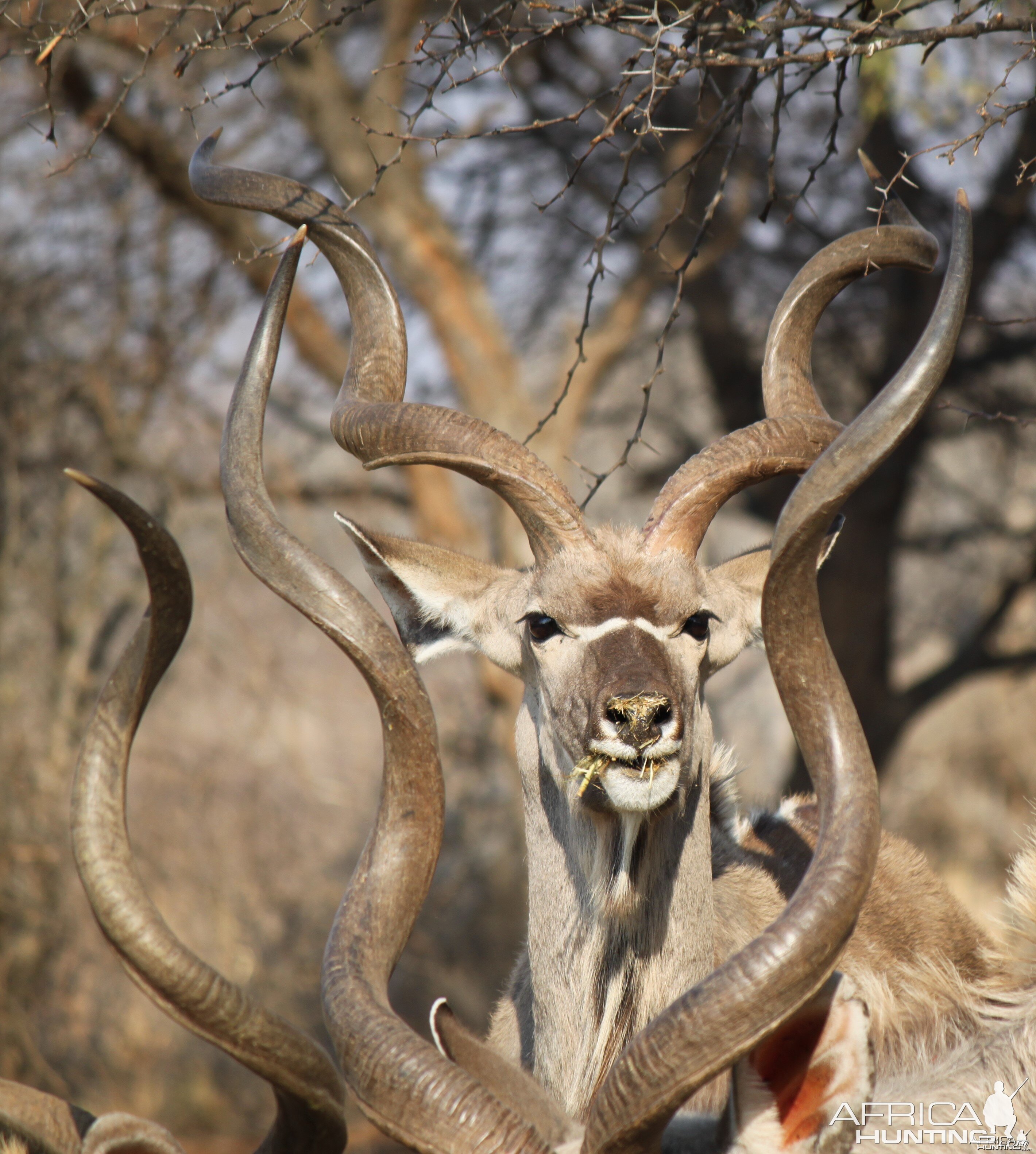 Kudus Limcroma Safaris