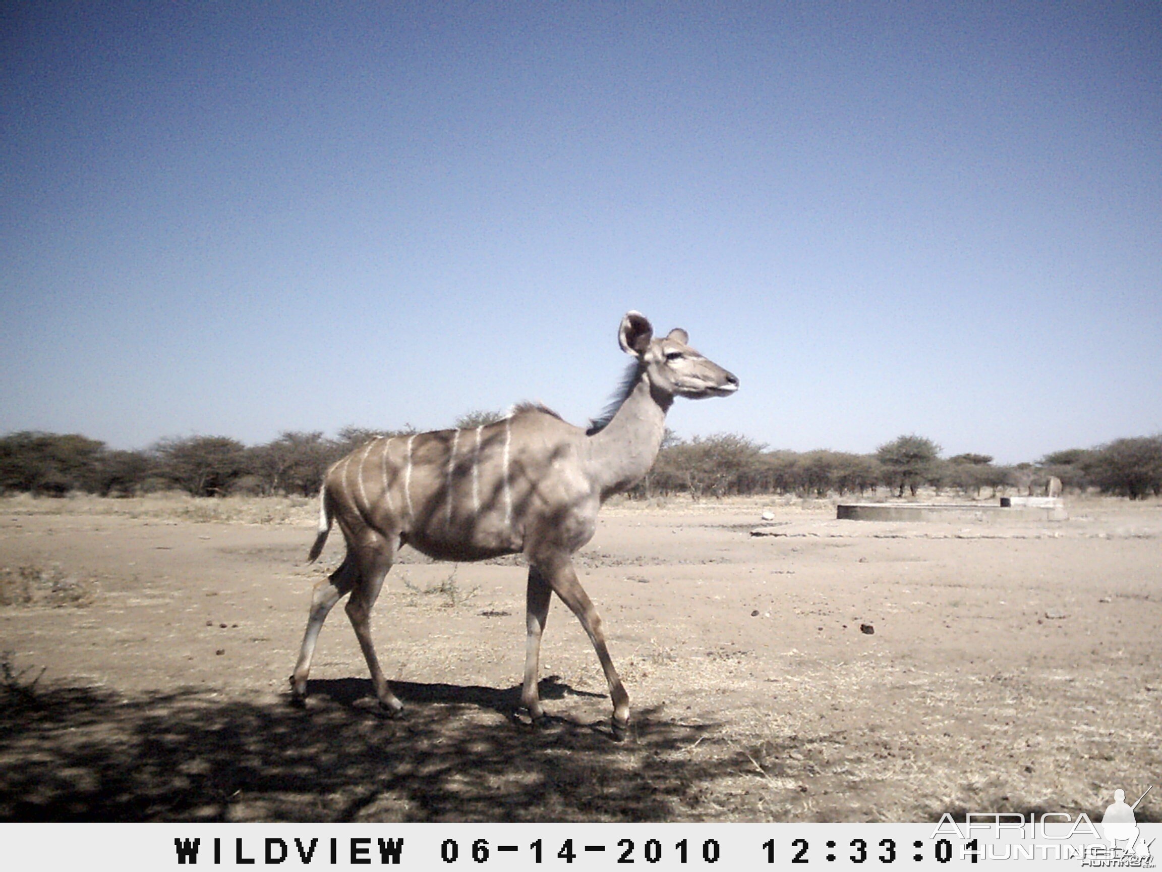 Kudus, Namibia