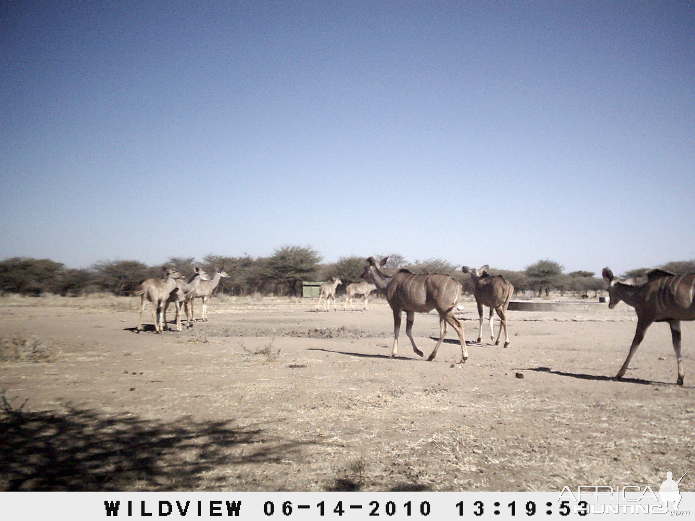 Kudus, Namibia