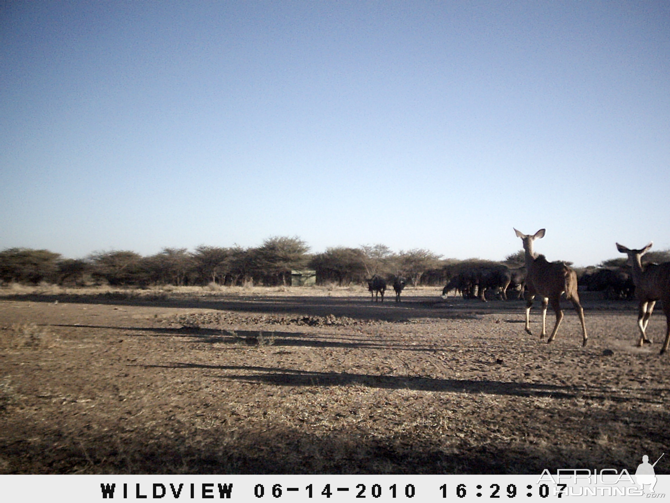 Kudus, Namibia