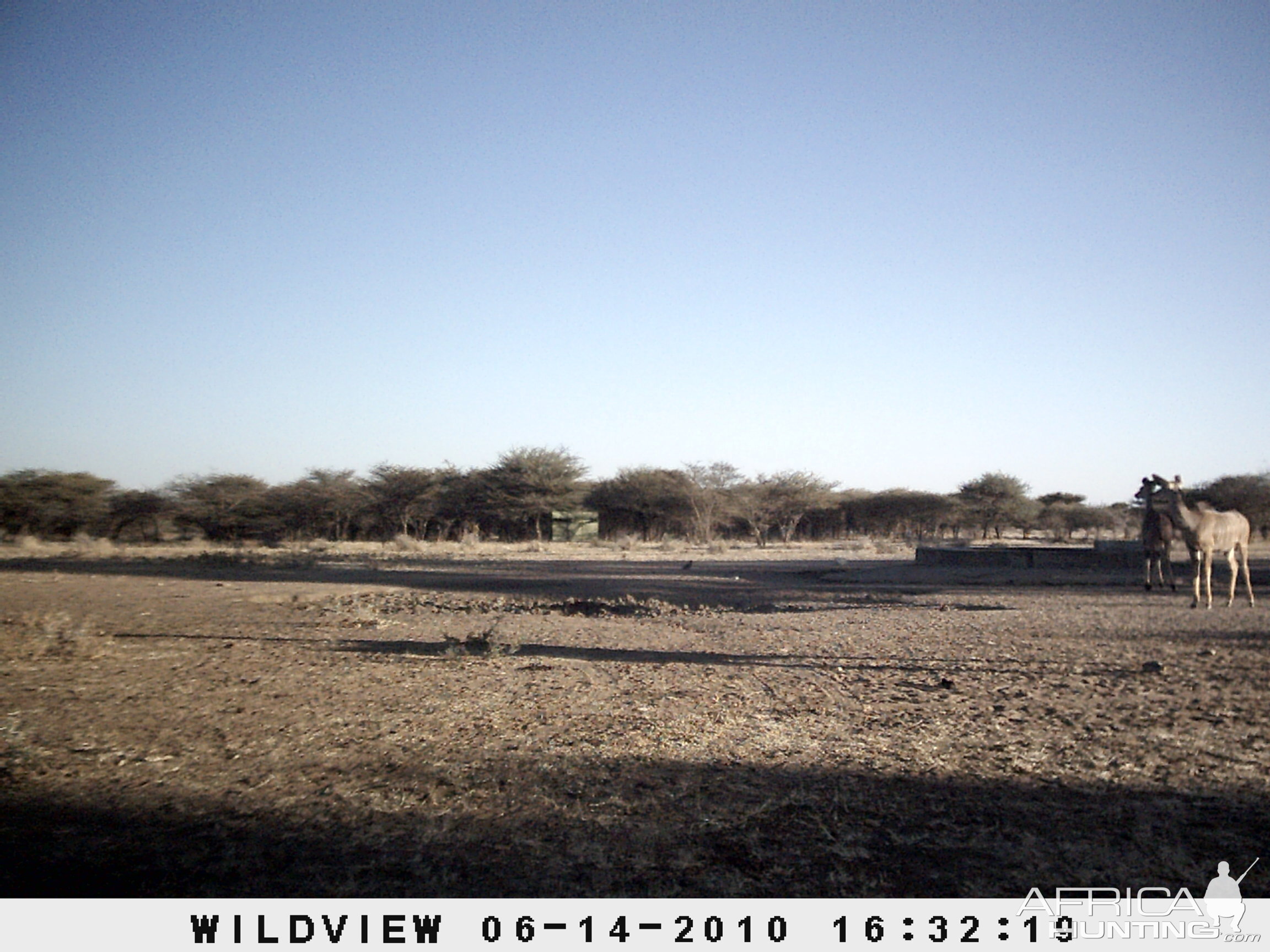 Kudus, Namibia