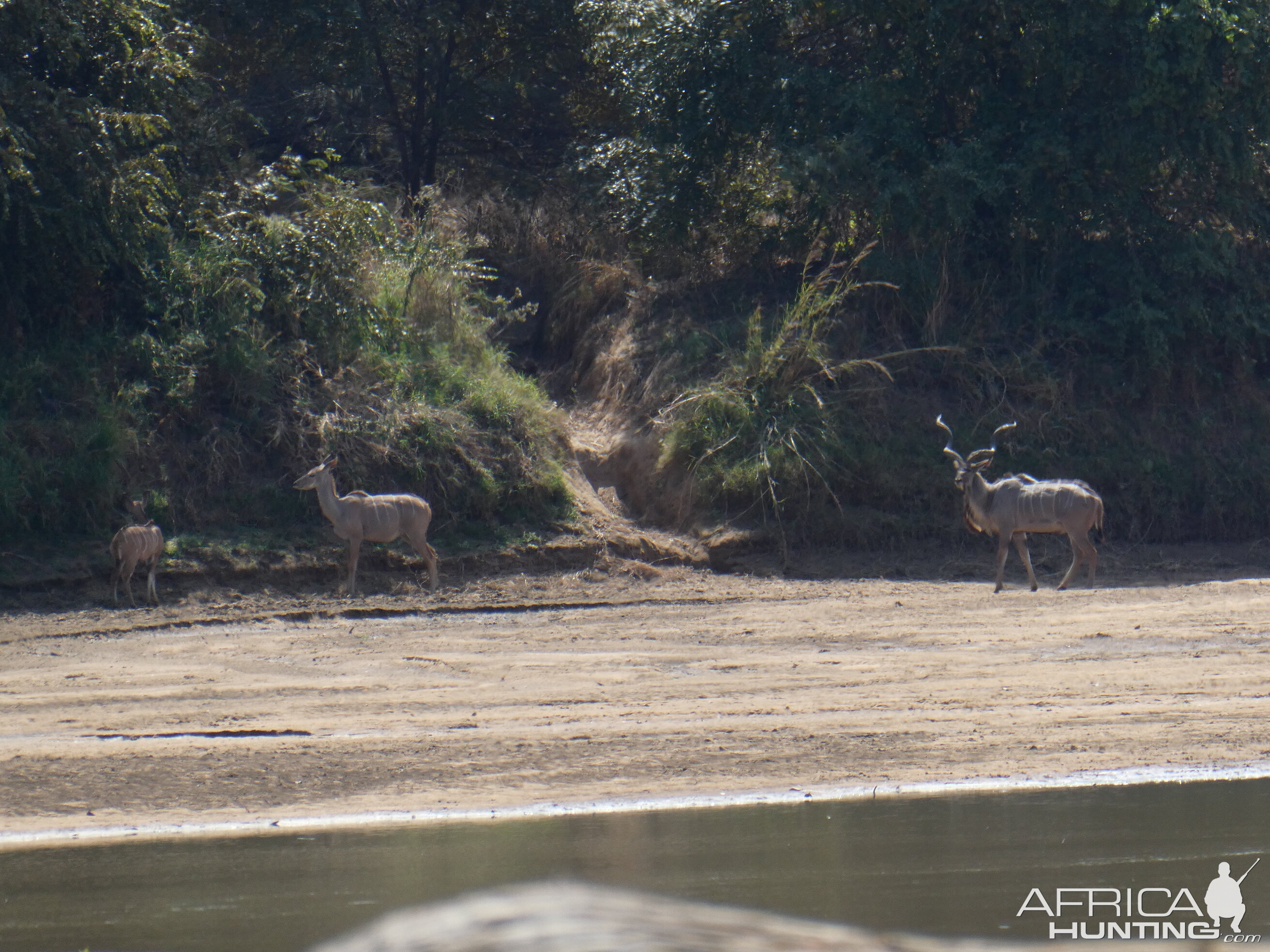 Kudu's Zimbabwe