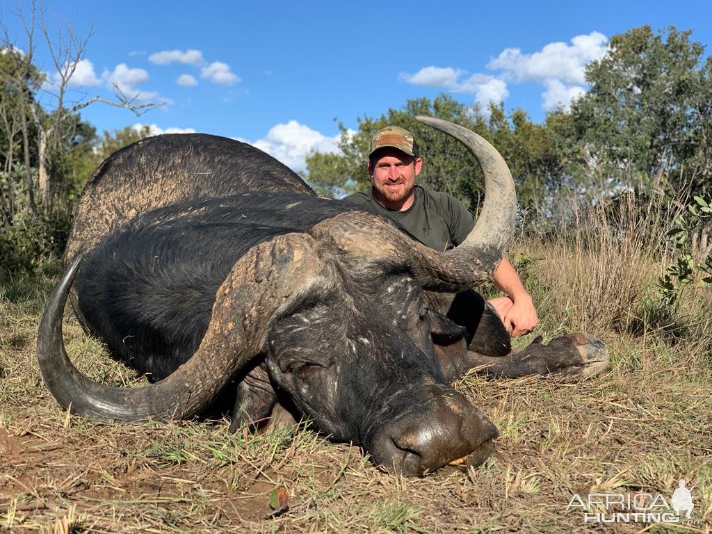 Kwalata Safaris Cape buffalo 2022