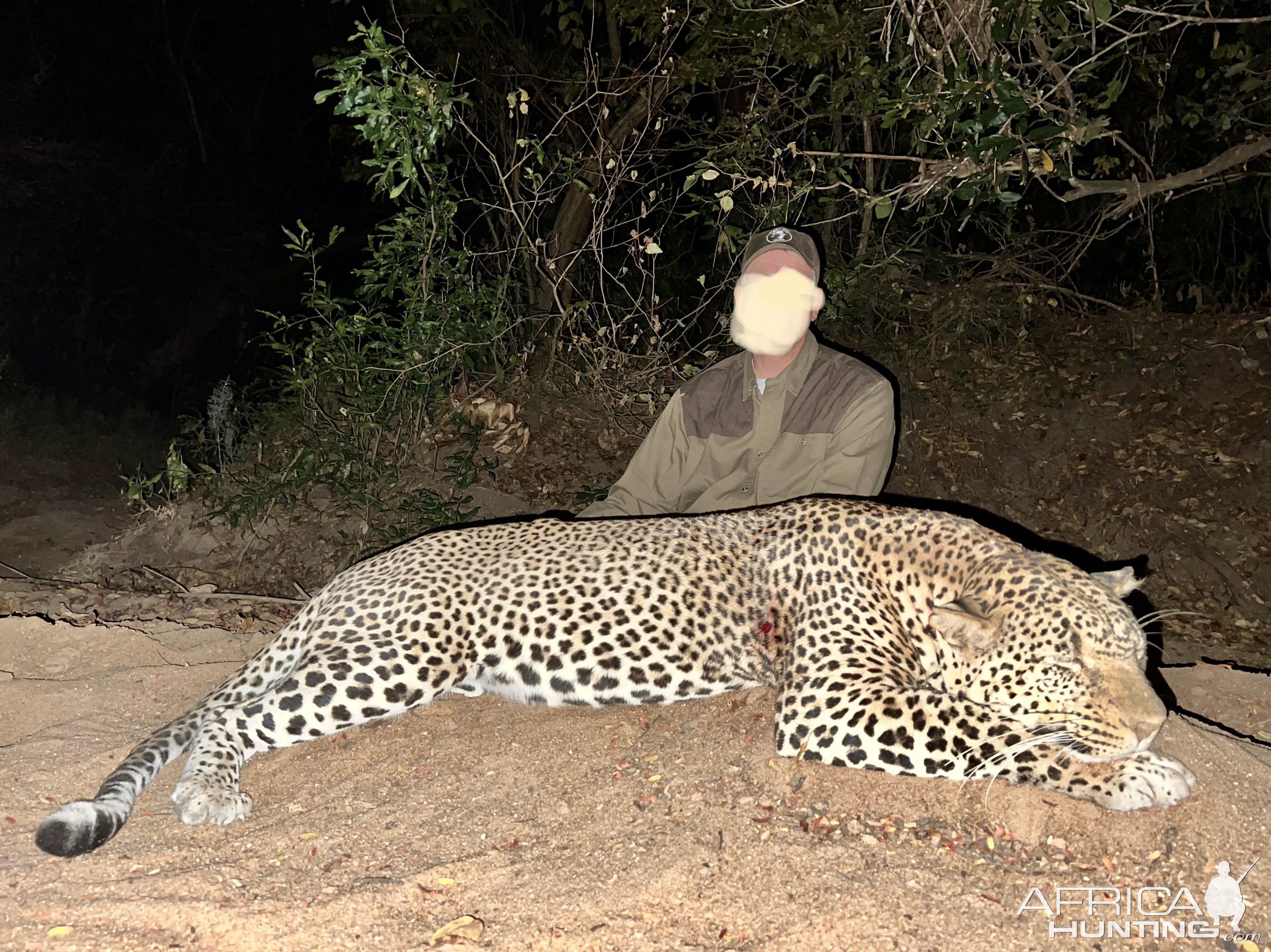 Kwalata Safaris Leopard Mozambique 2022