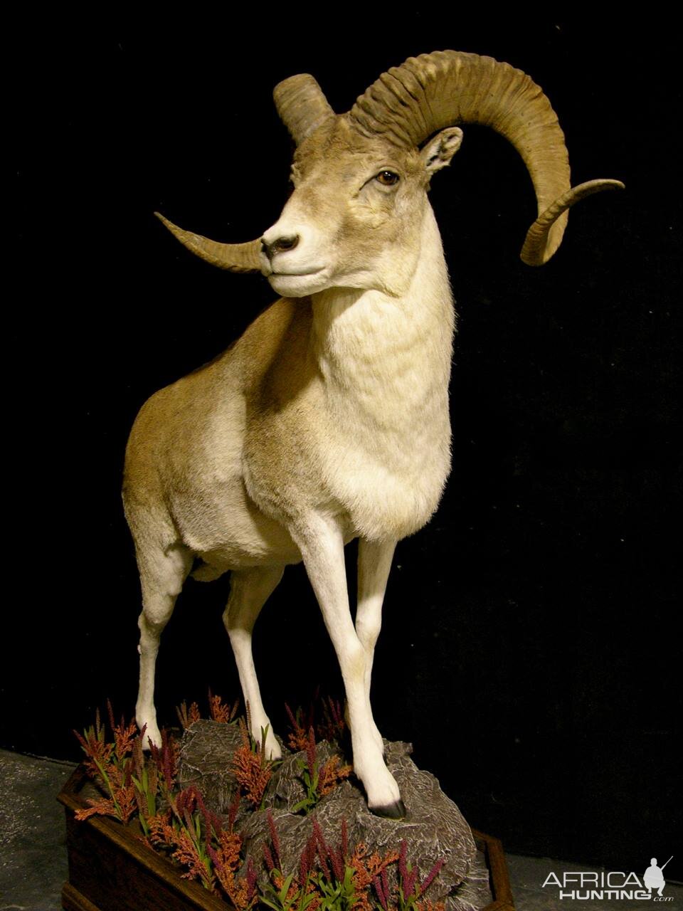 Kyrgyzstan Marco Polo Full Mount Taxidermy