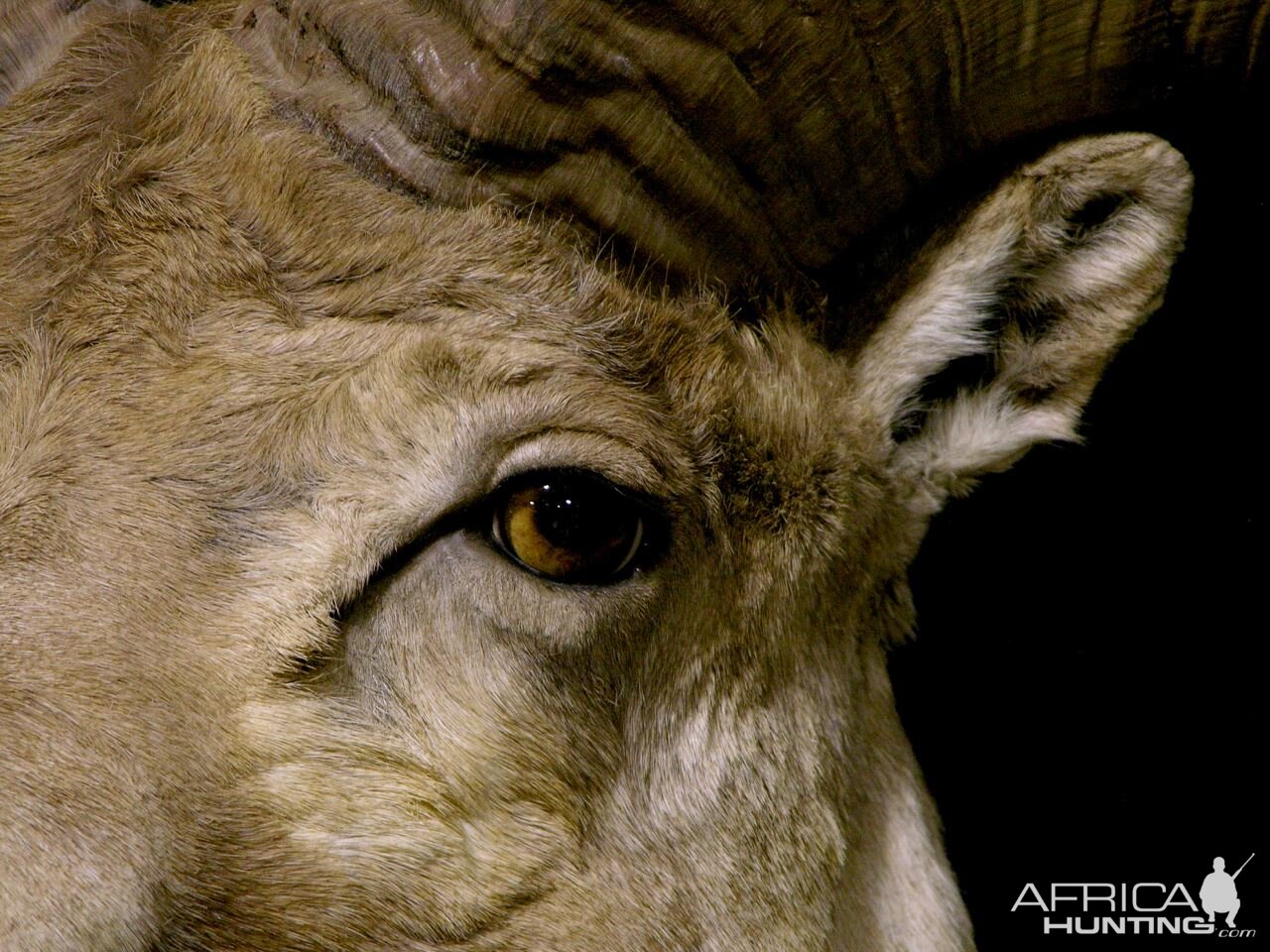 Kyrgyzstan Marco Polo Full Mount Taxidermy