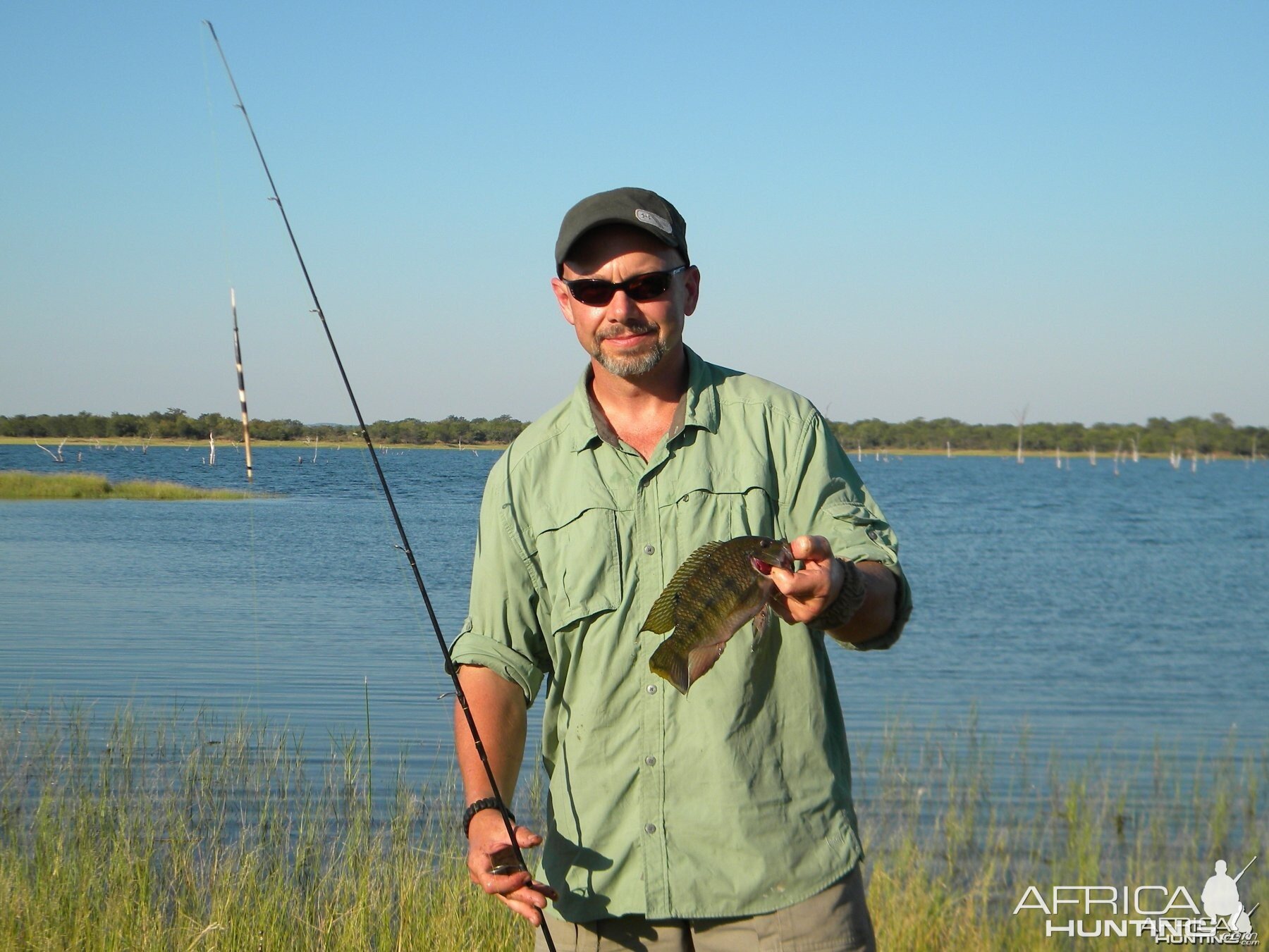 Lake Kariba Tilapia