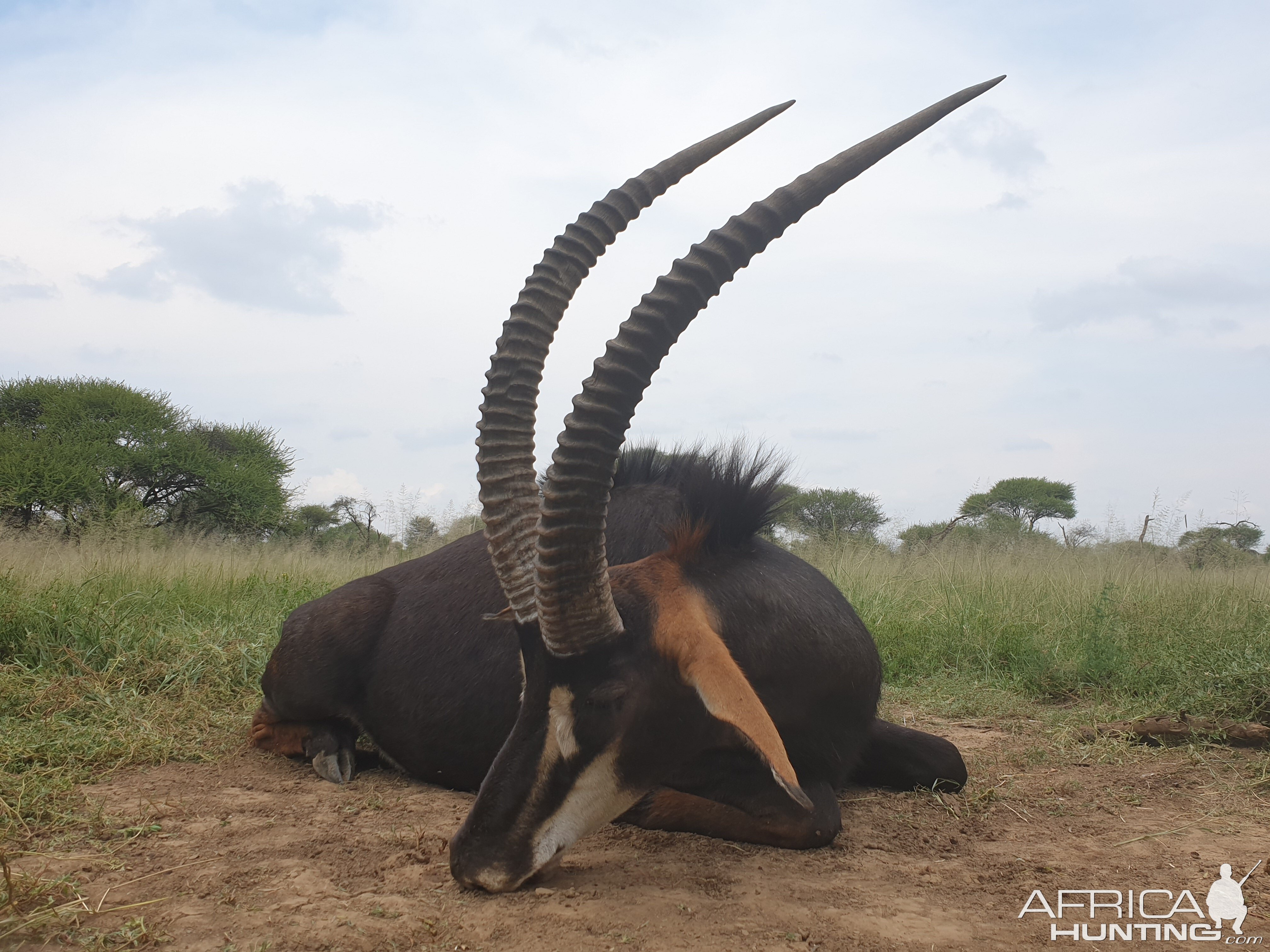 Lalamanzi Sable