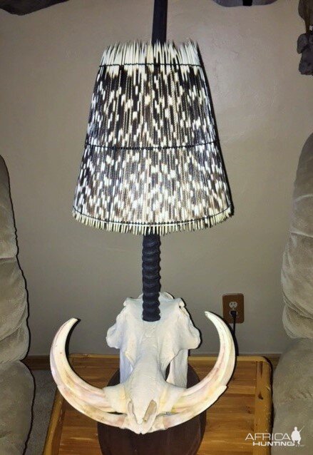 Lamp made out of Warthog Skull and Porcupine quills