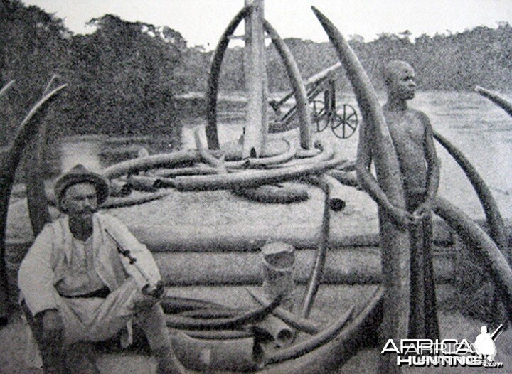 Large Forest Elephant Tusks from Congo