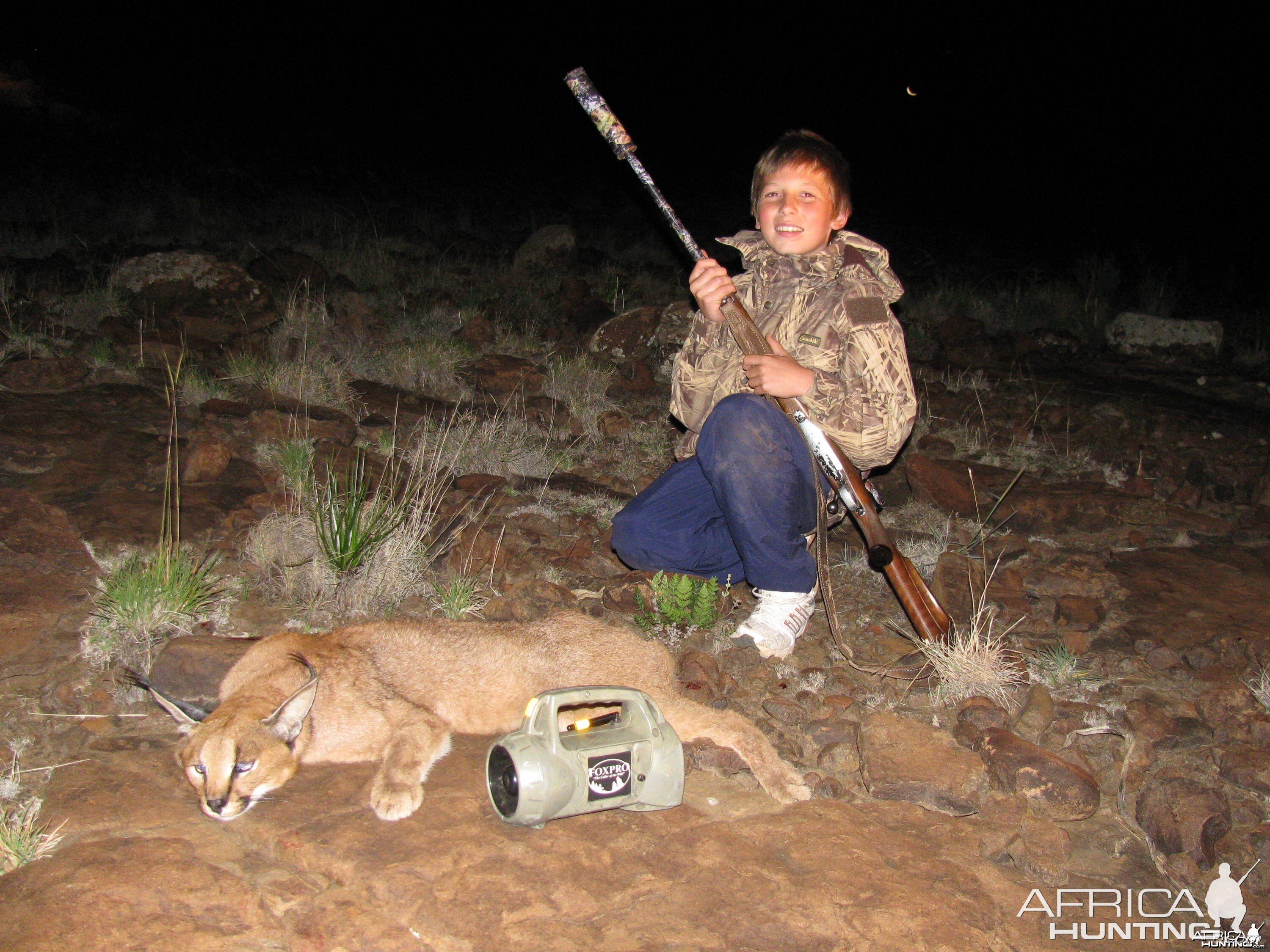 Large Male Caracal - Predator Calling East Cape