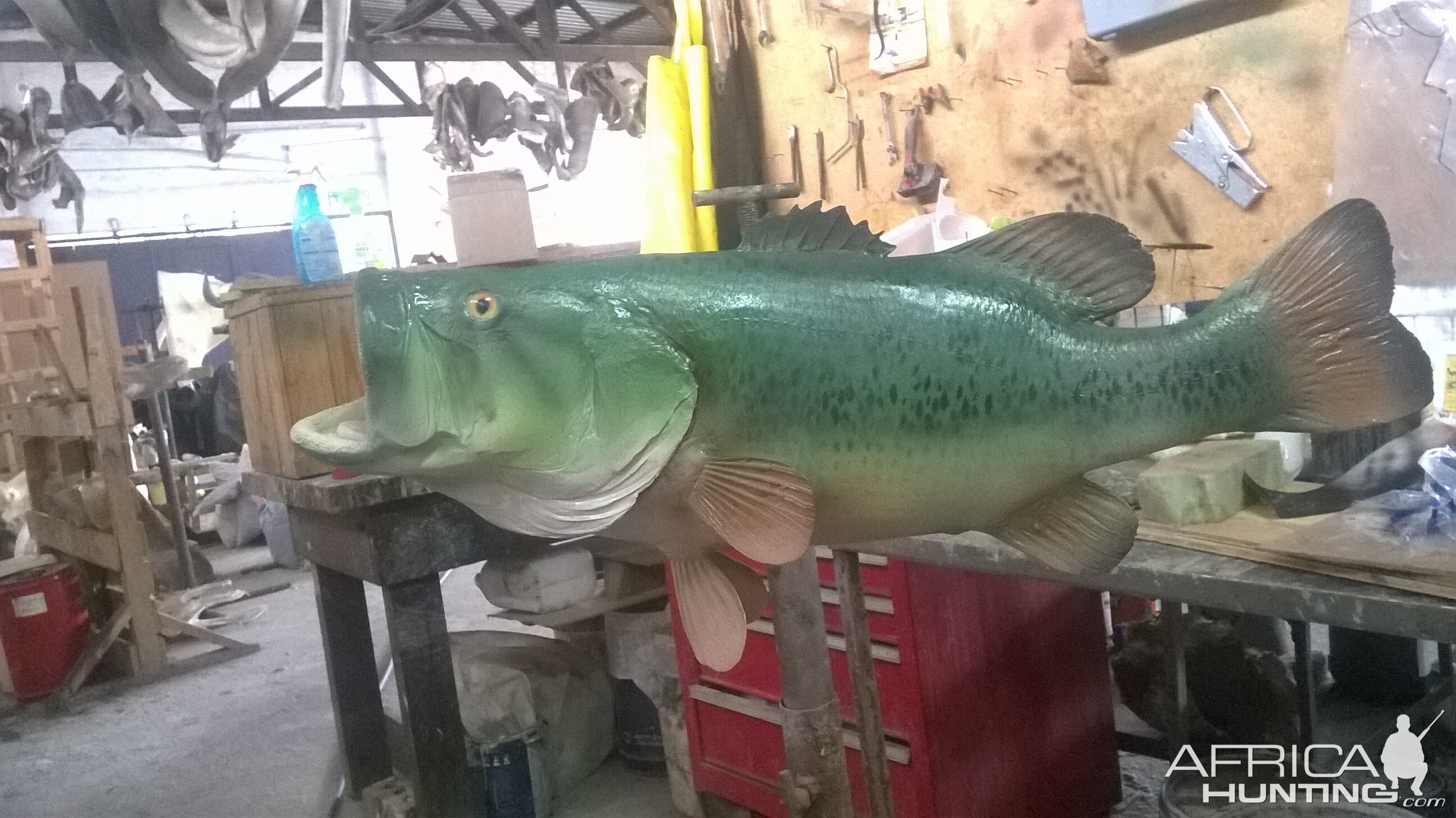 Largemouth Bass Full Mount Taxidermy