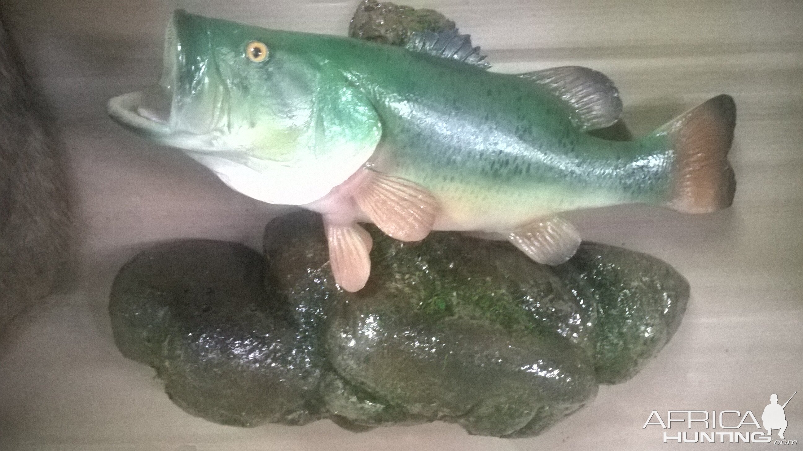 Largemouth Bass Full Mount Taxidermy