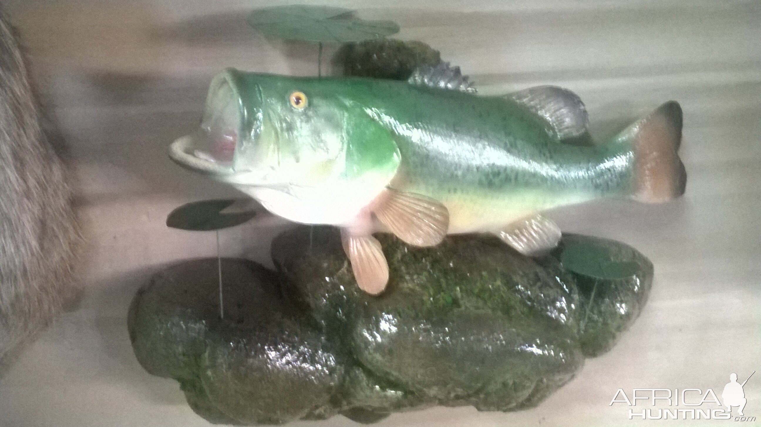 Largemouth Bass Full Mount Taxidermy