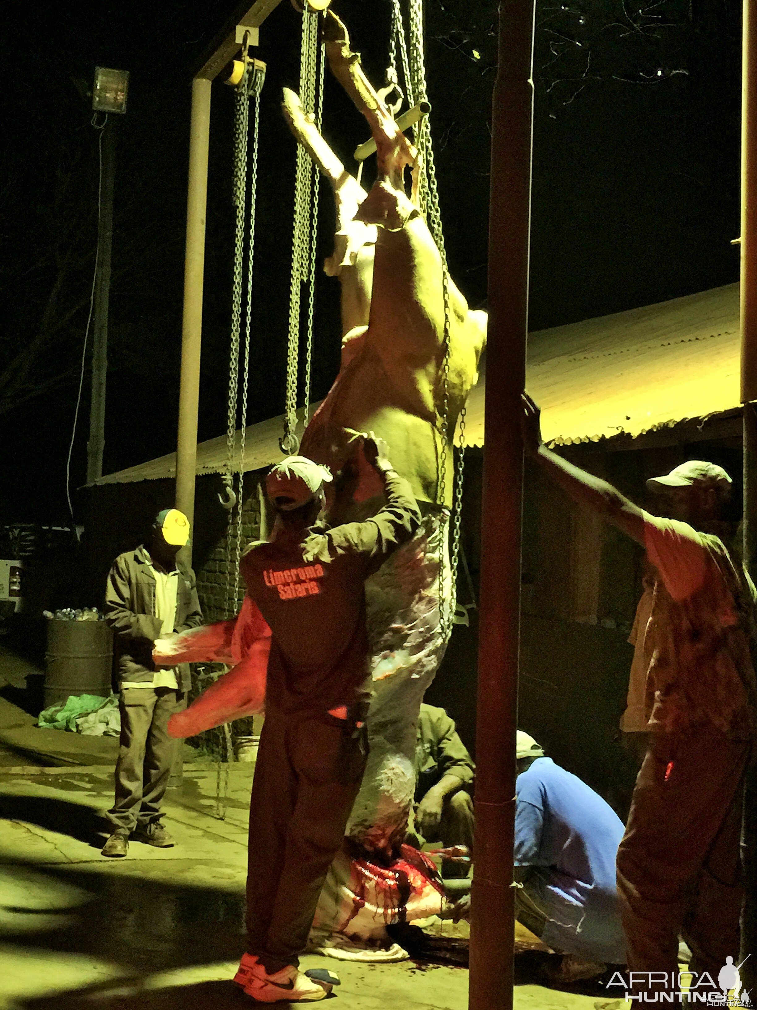 Late night at the skinning barn Limcroma Safaris