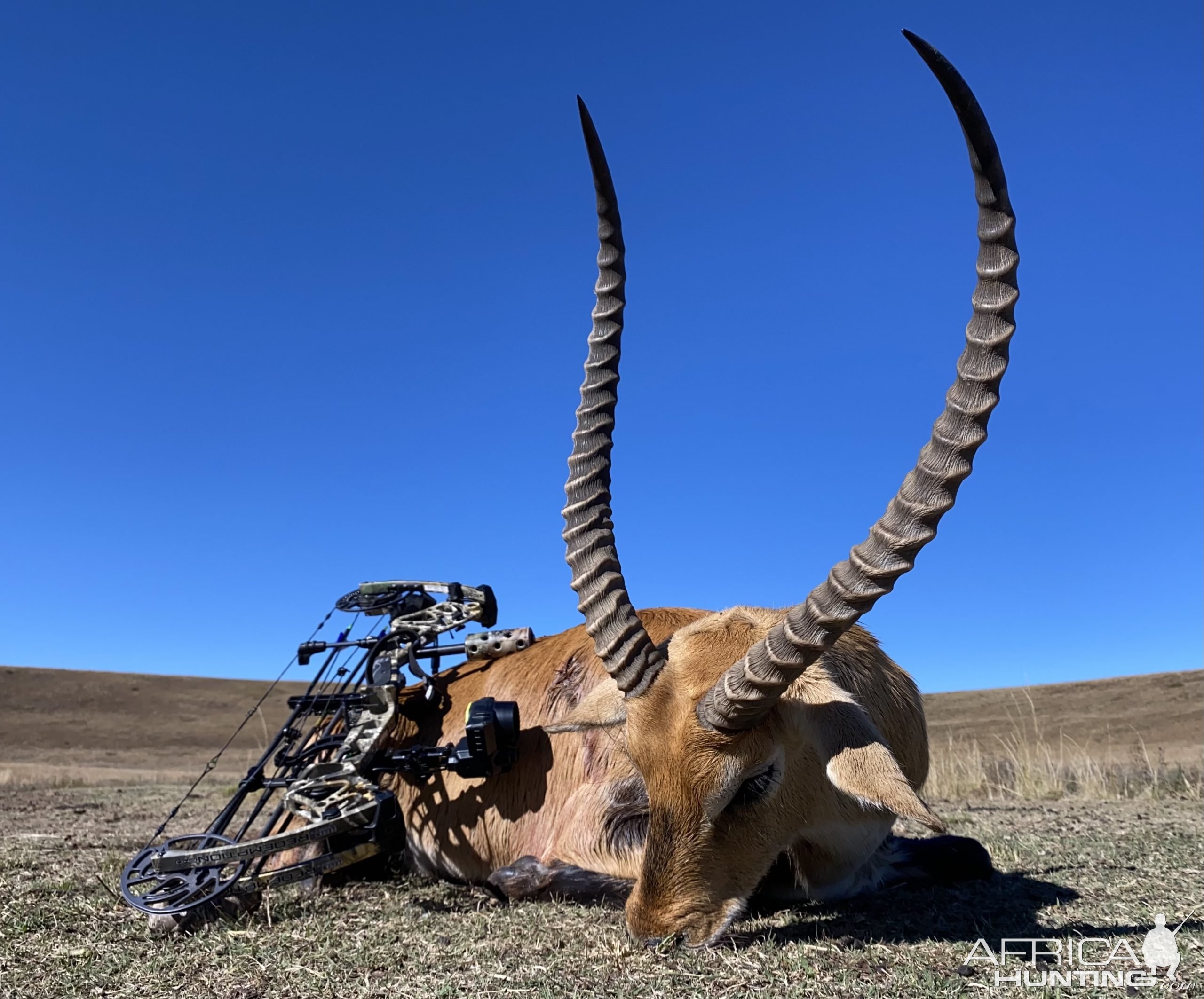 Lechwe Bow Hunting Limpopo South Africa