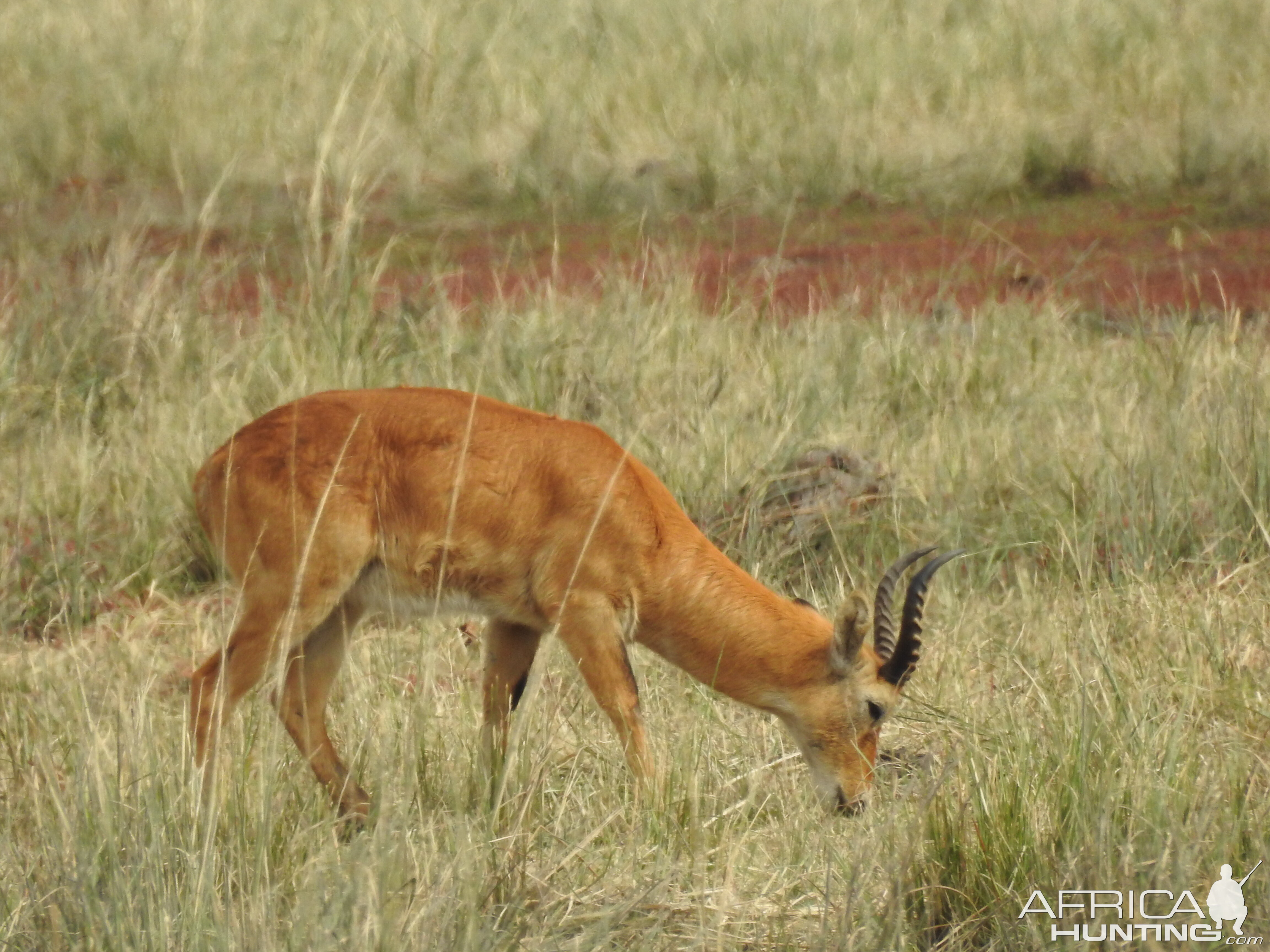 Lechwe Chobe National Park Botswana