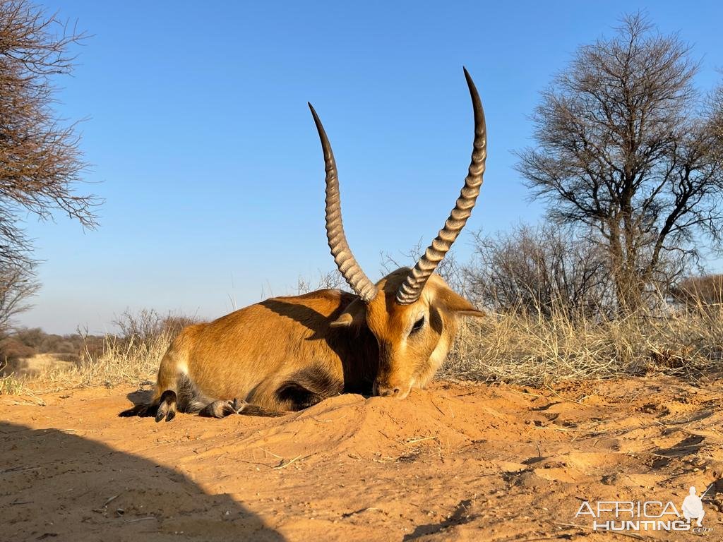 Lechwe Hunt Kalahari South Africa