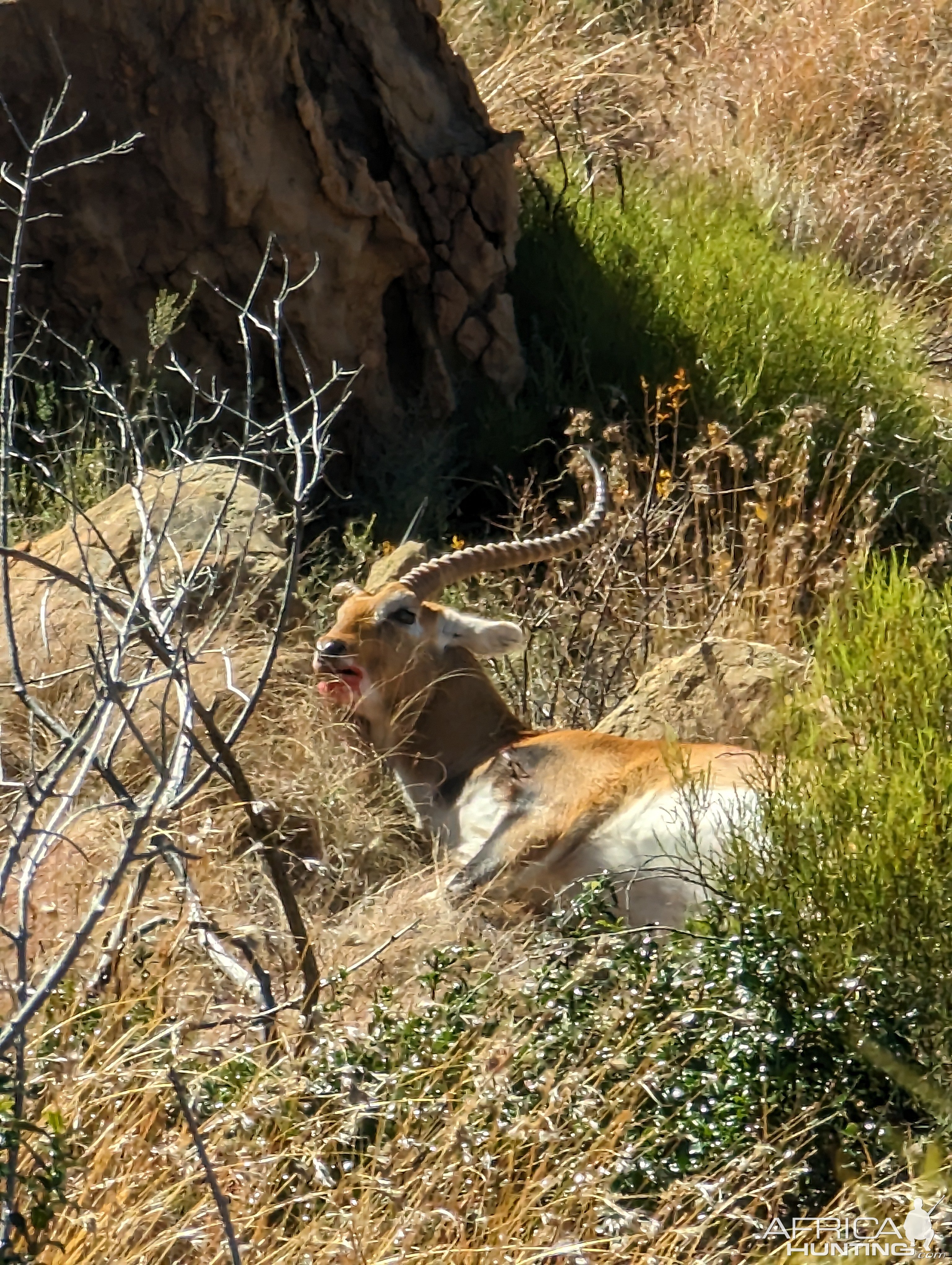 Lechwe Hunt South Africa