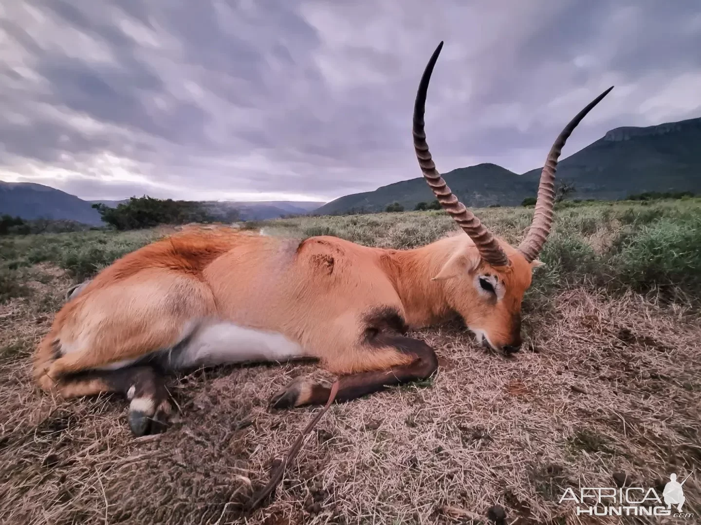 Lechwe Hunt South Africa