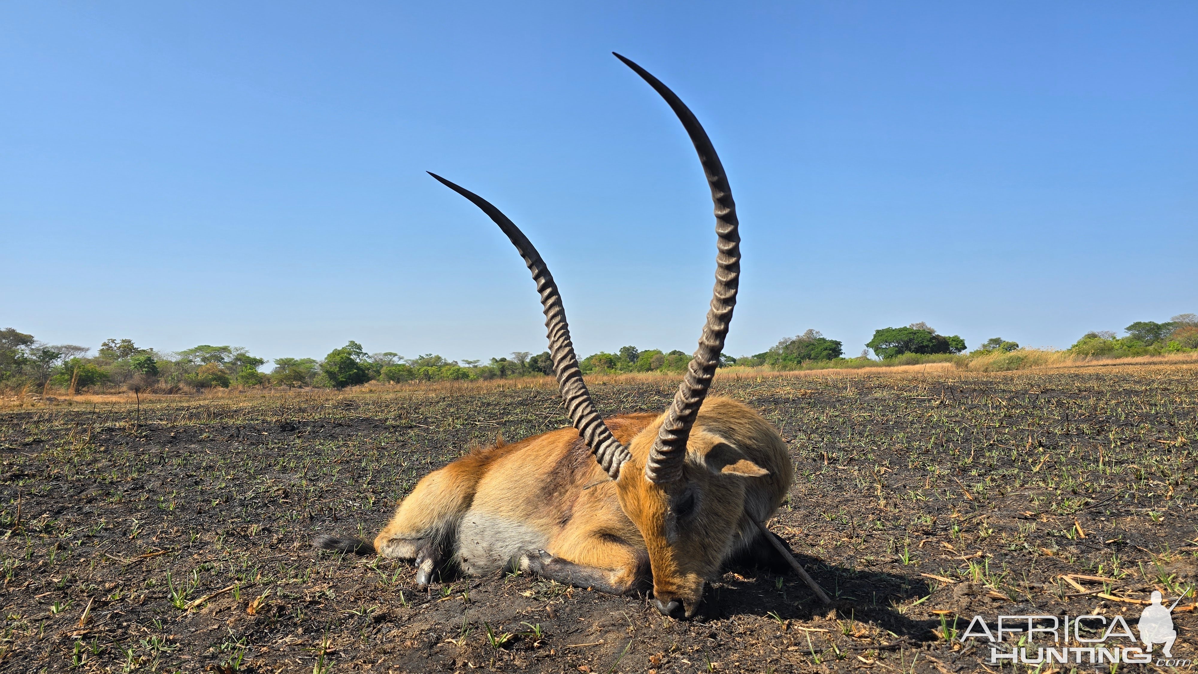 Lechwe Hunt Takeri Reserve Zambia