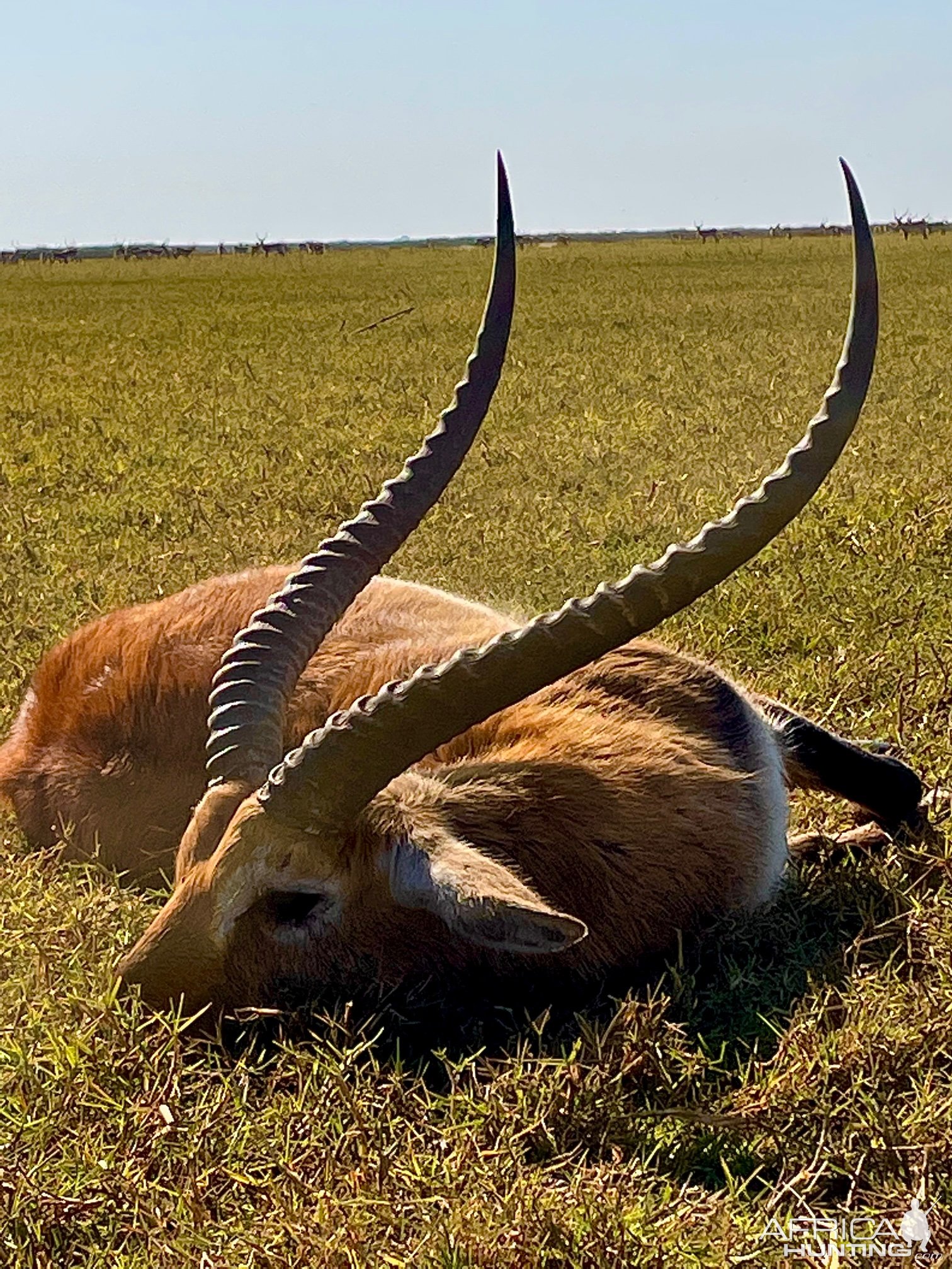 Lechwe Hunt Zambia