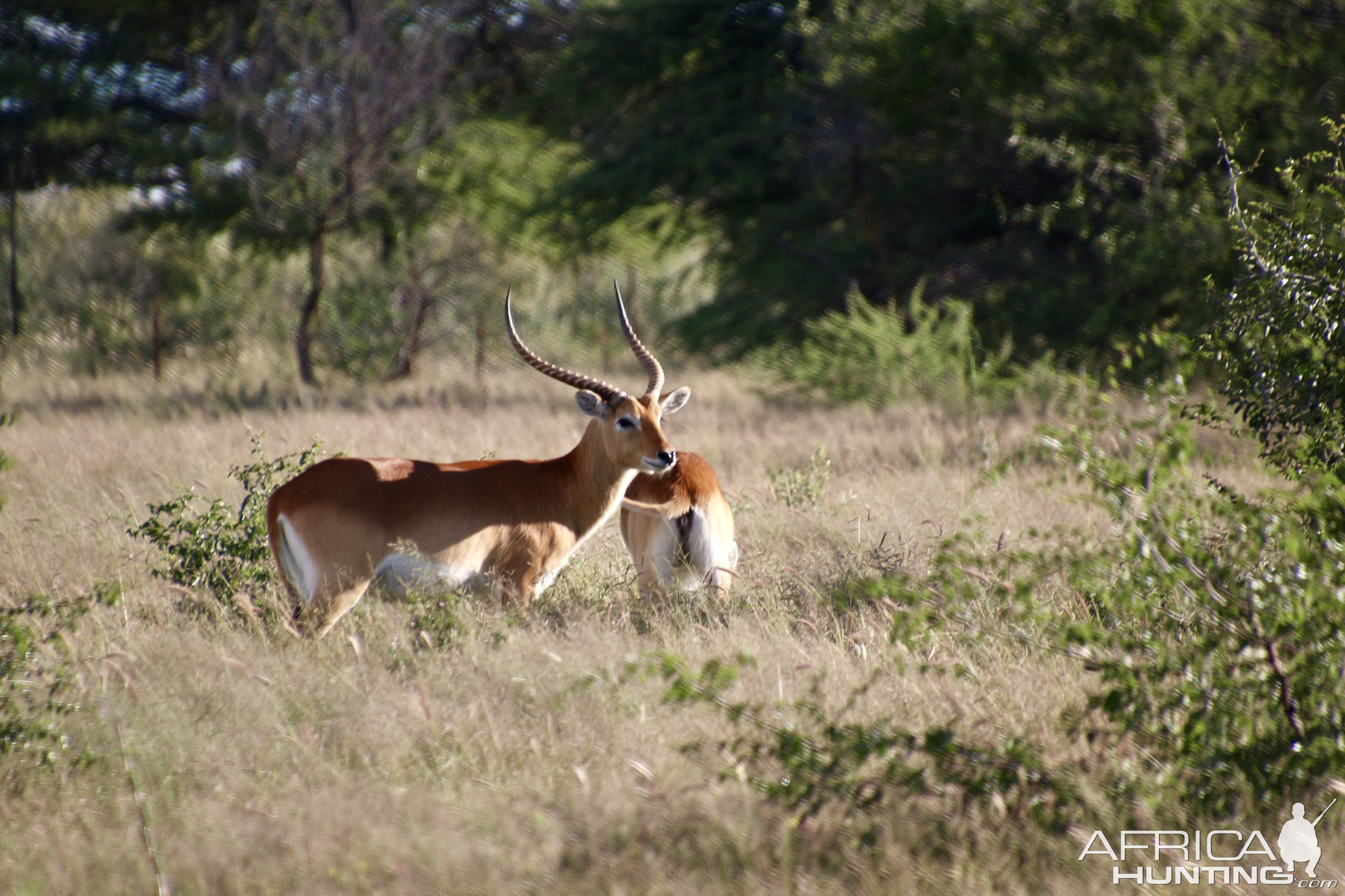 Lechwe hunting Namibia